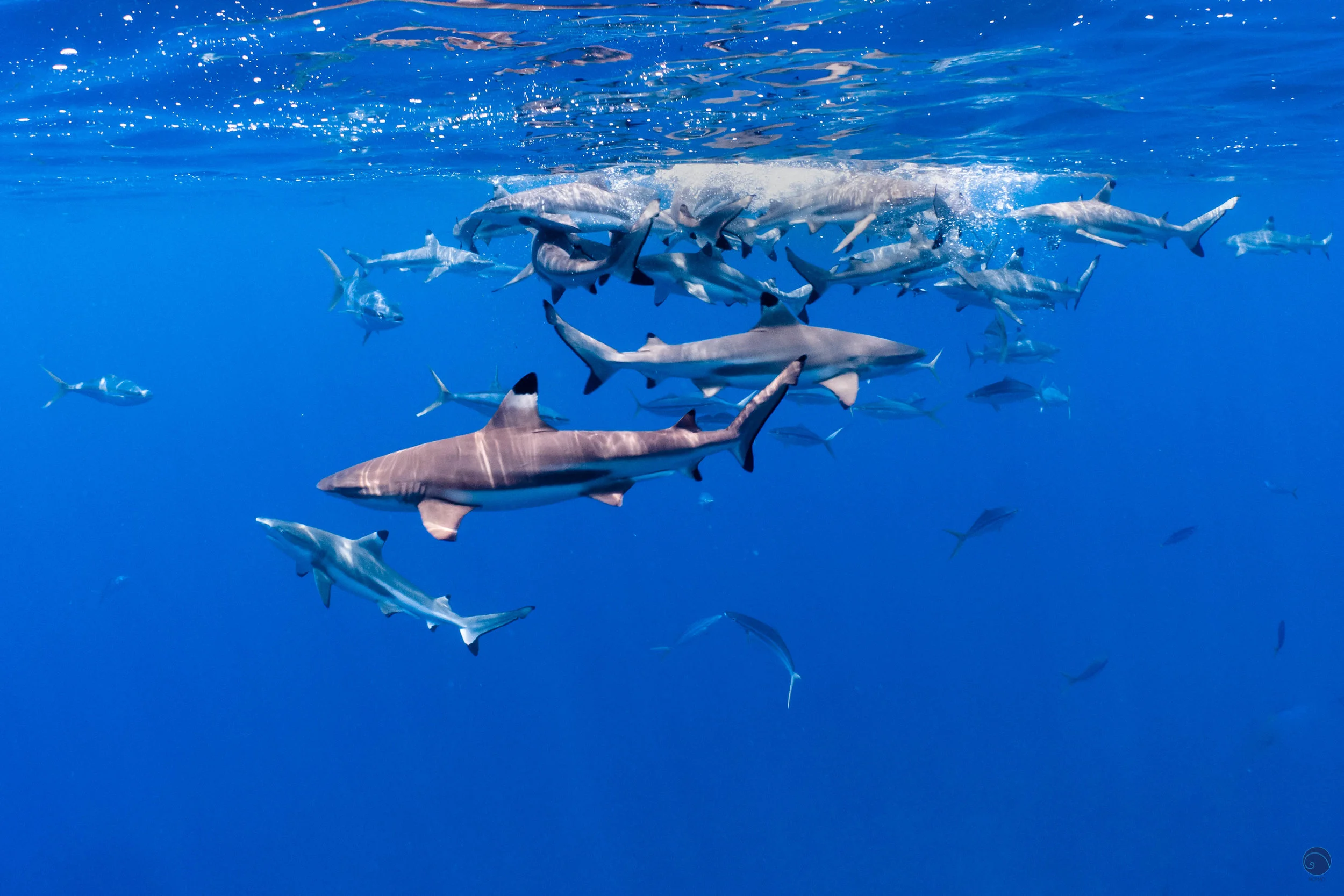 Mo'orea.09.27.18-374.jpg