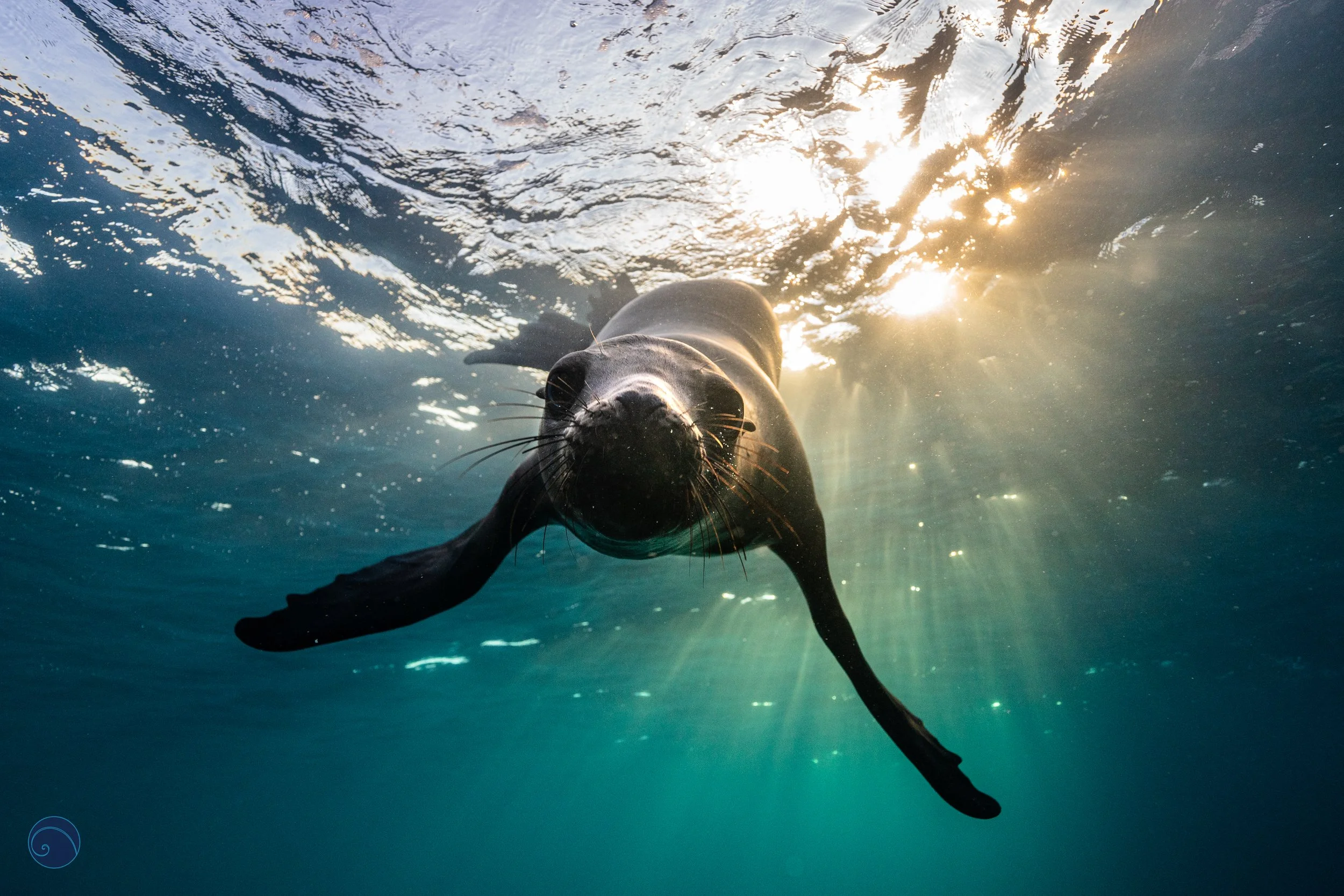 I-SeaOfCortez.2020-1 2.JPG