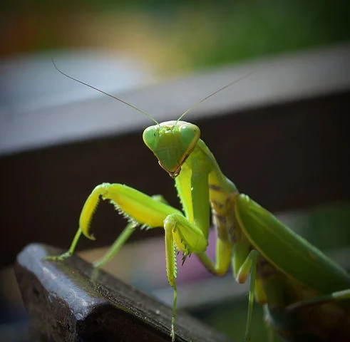 Nature Lessons: Tiny Predators