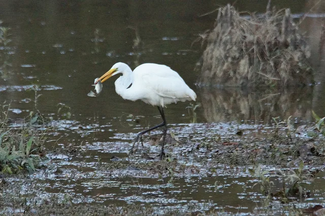 Go Fish! A Free Learn to Fish Event at Buescher SP