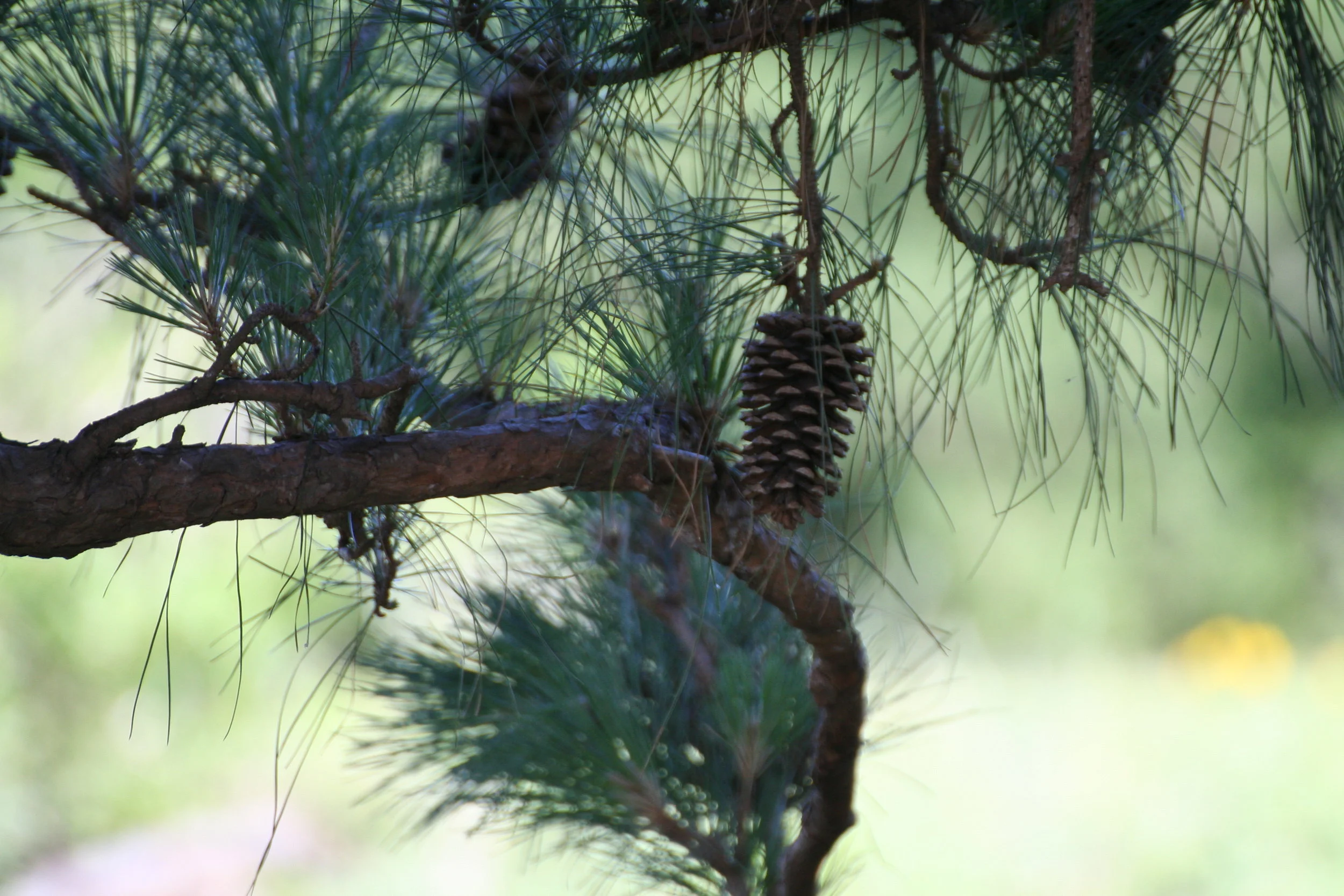 Master Naturalist Led Hike