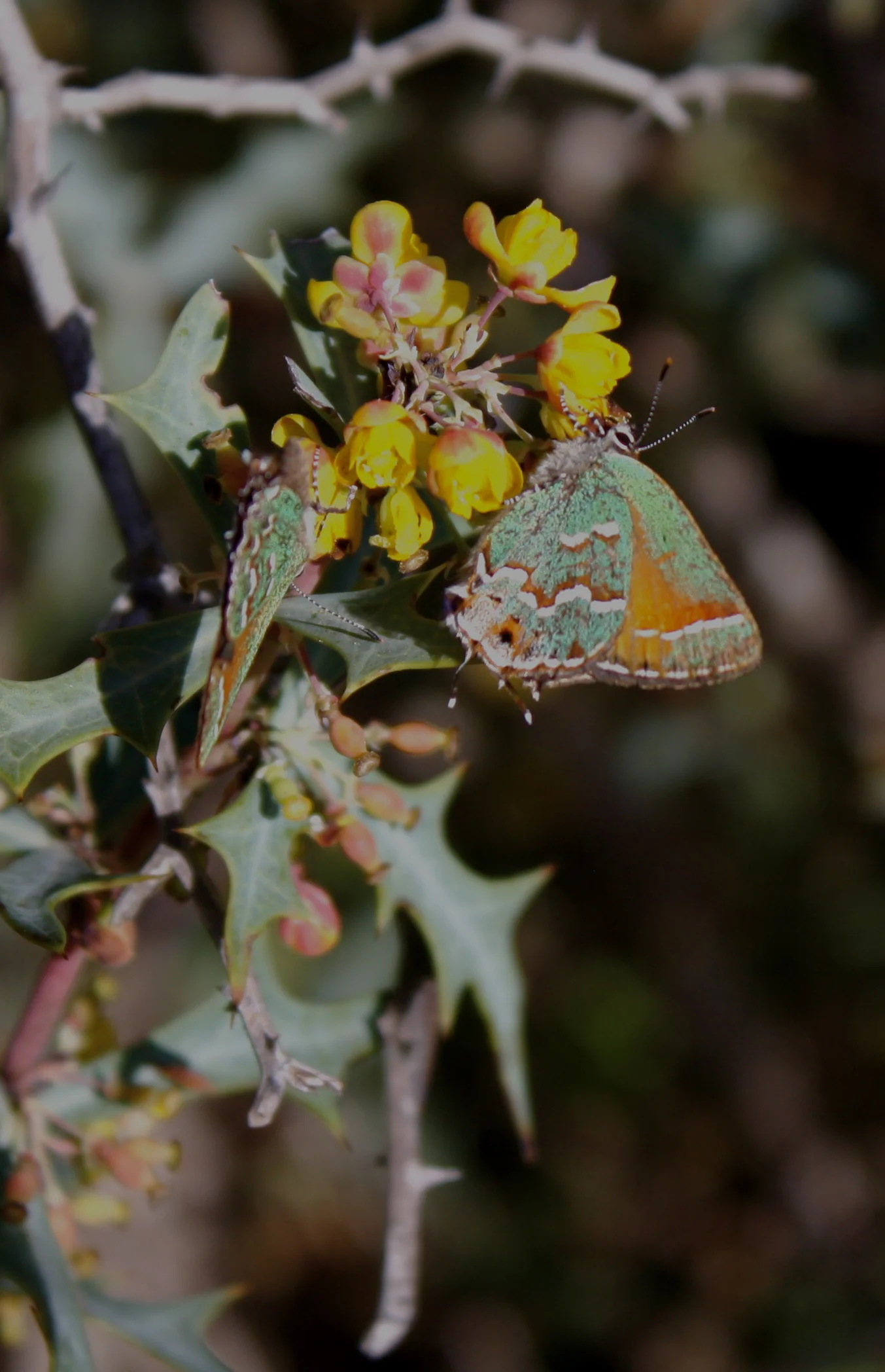 Juniper Hairstreak on Agarita.JPG