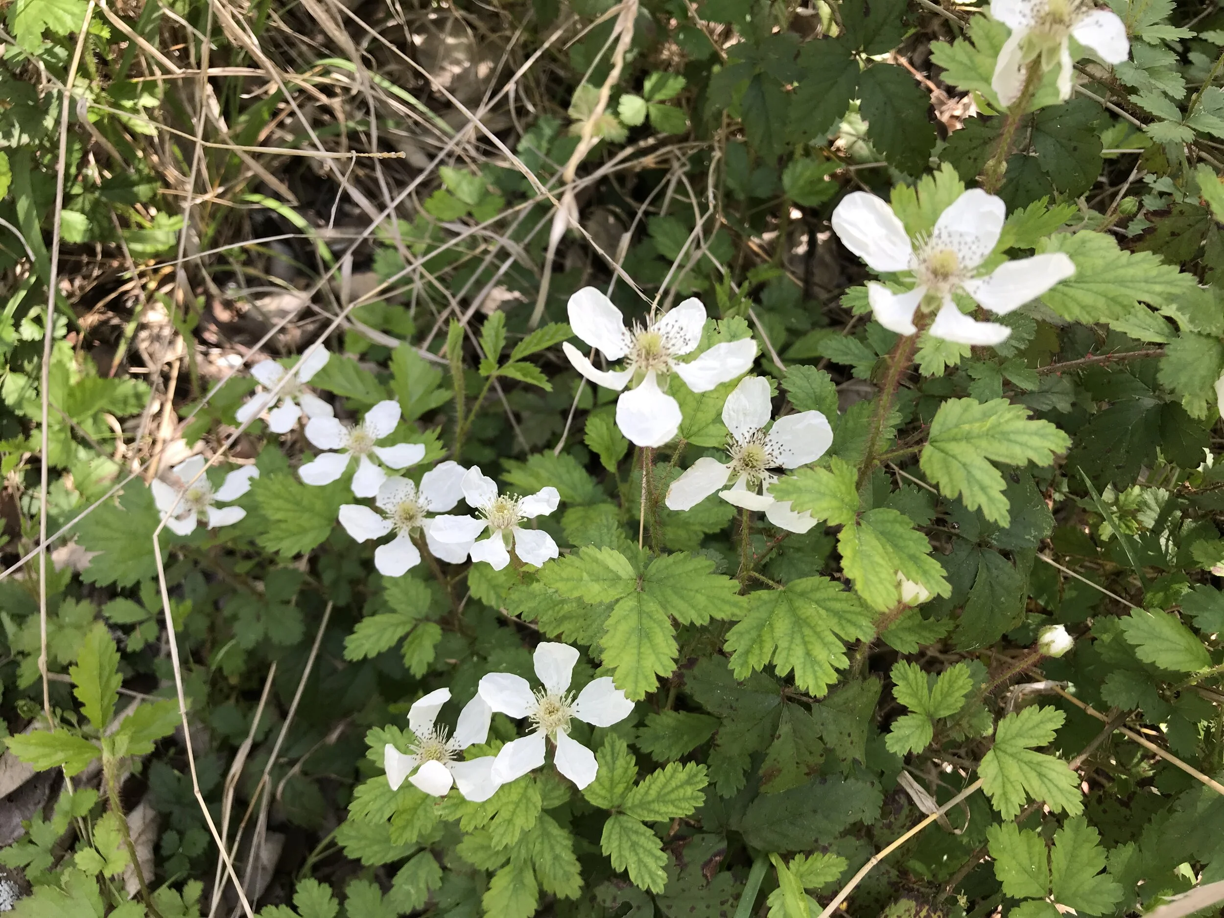 1st Saturday Service Day at the Colorado River Refuge- October 