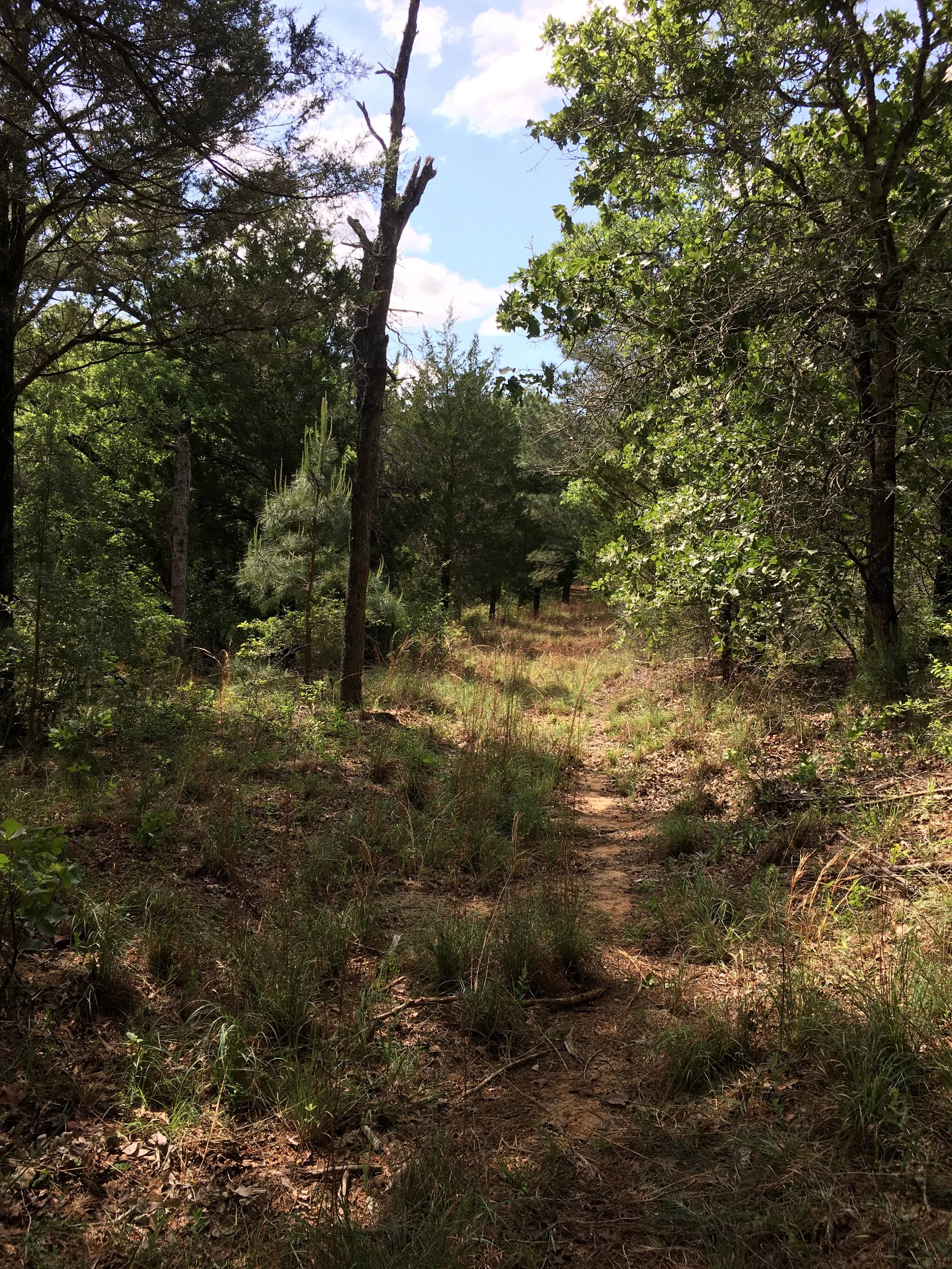 Break for Firebreaks! Volunteer Work Day at Yegua Knobbs Preserve