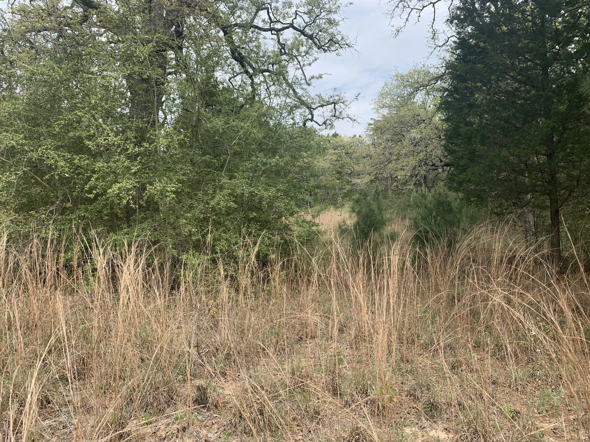 SUNDAY Volunteer Event at Yegua Knobbs Preserve