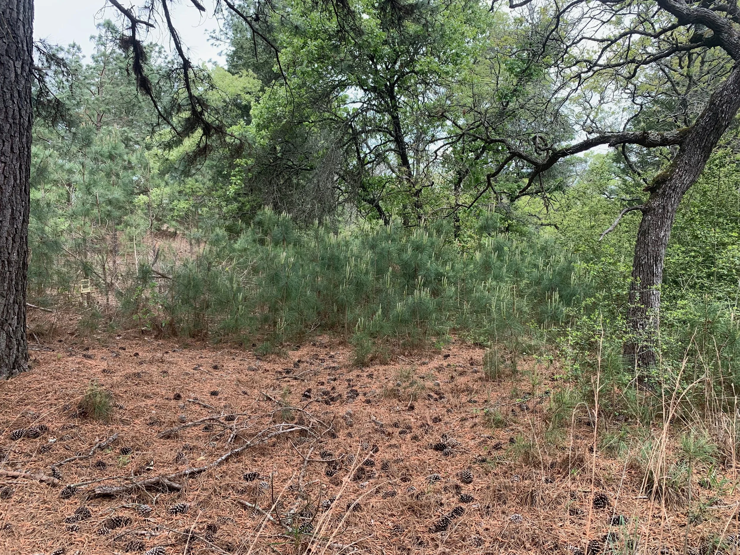 First Saturday Service Day at Yegua Knobbs Preserve