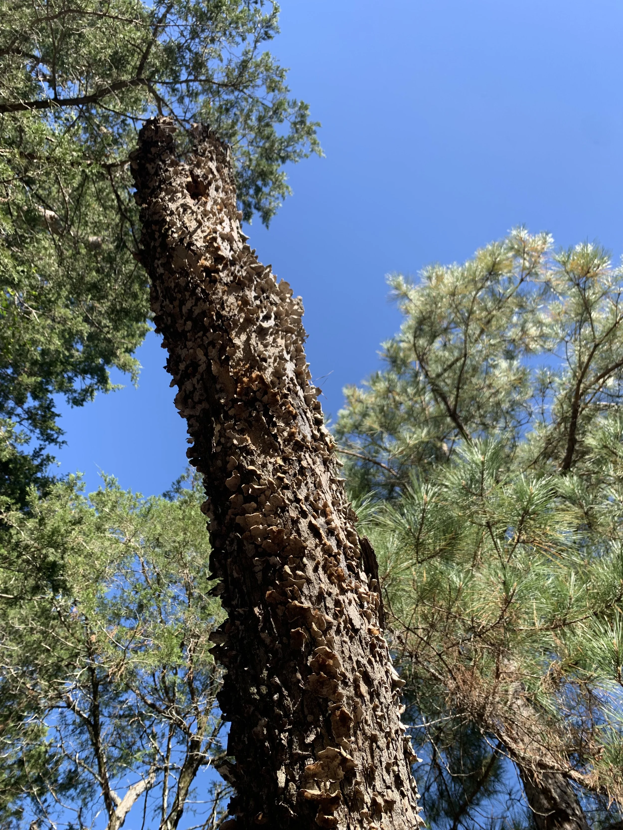 Snag Down For What!? - Volunteer Work Day at Yegua Knobbs Preserve