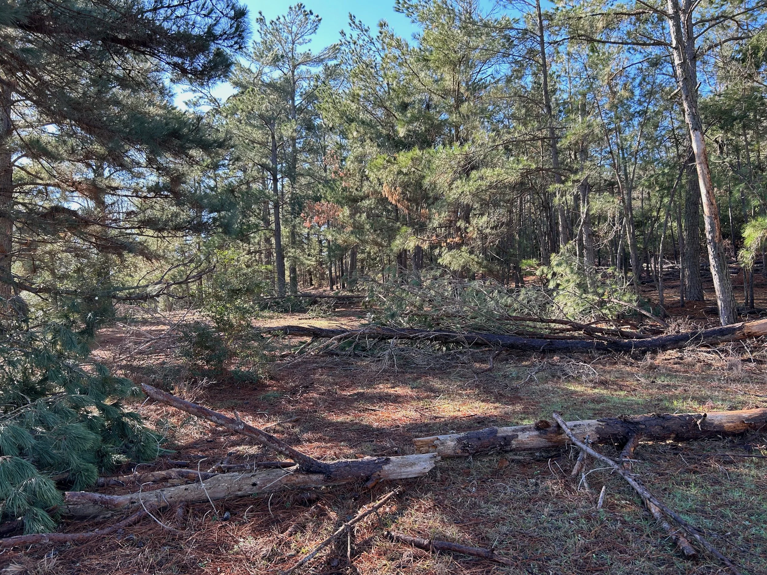 Ice Damage Clean-Up - Volunteer Work Day at Yegua Knobbs Preserve