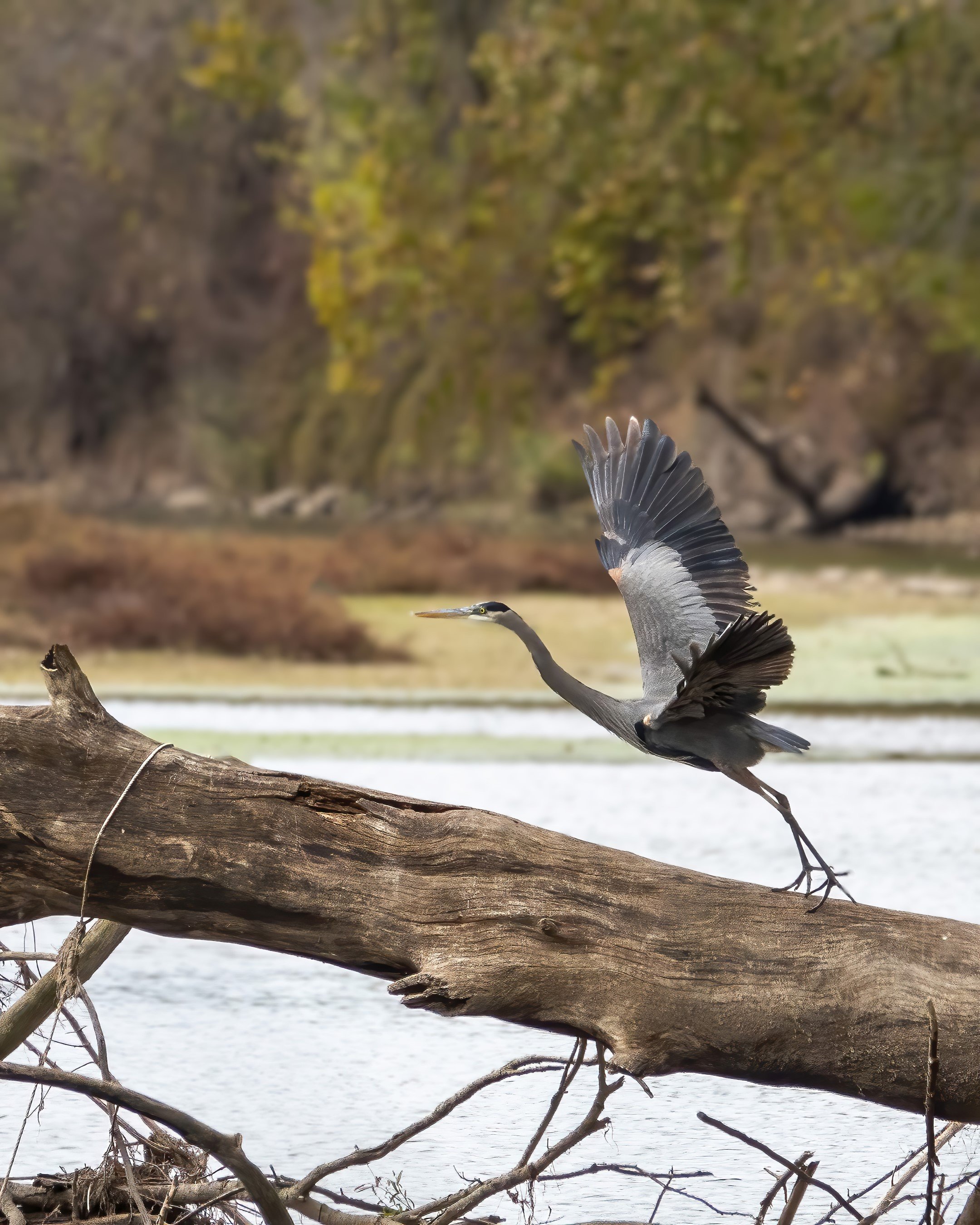 Great Blue Heron.jpg