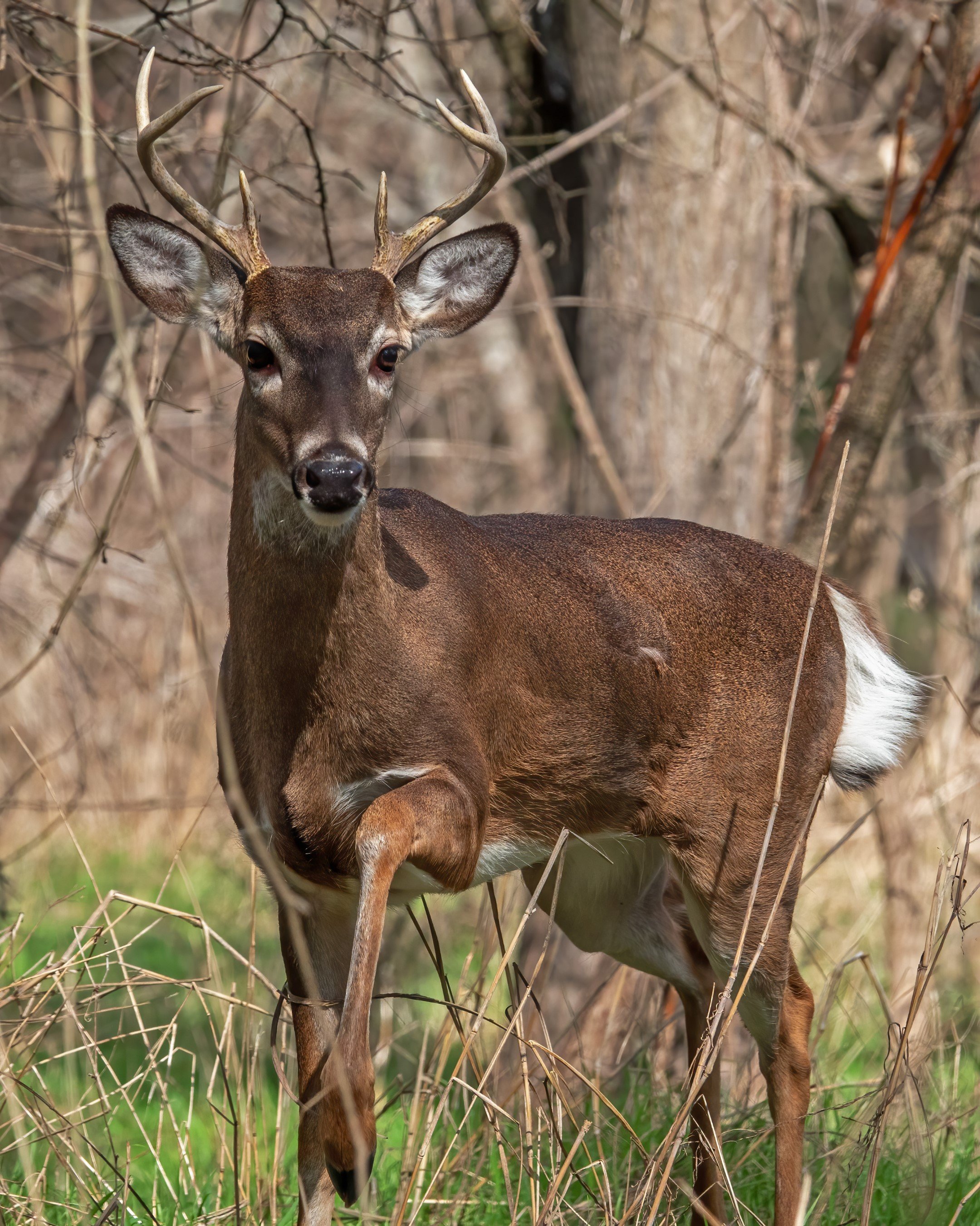 White tail buck.jpg