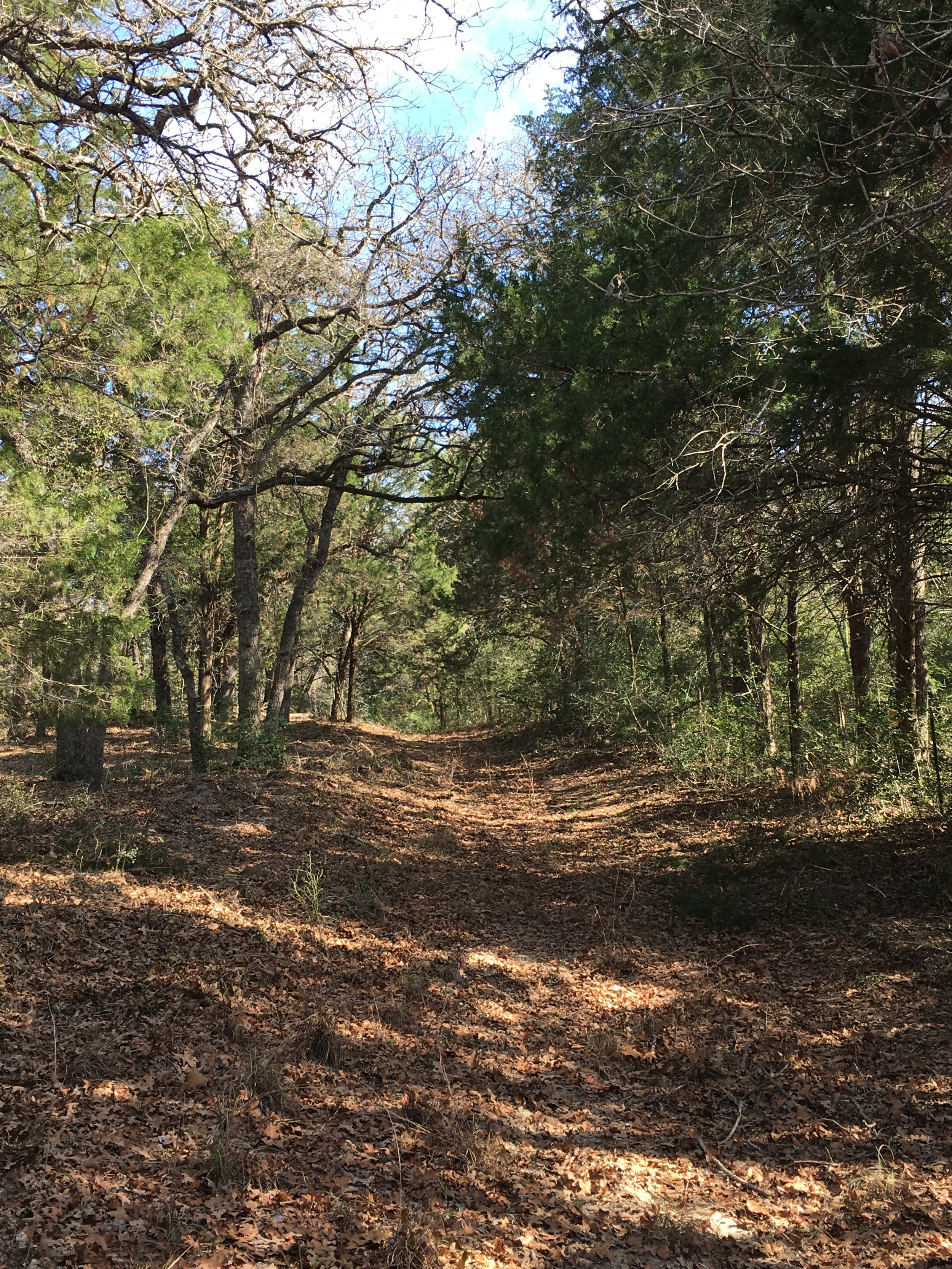 CANCELED - Post-Halloween Scream - Volunteer Work Day at Yegua Knobbs Preserve