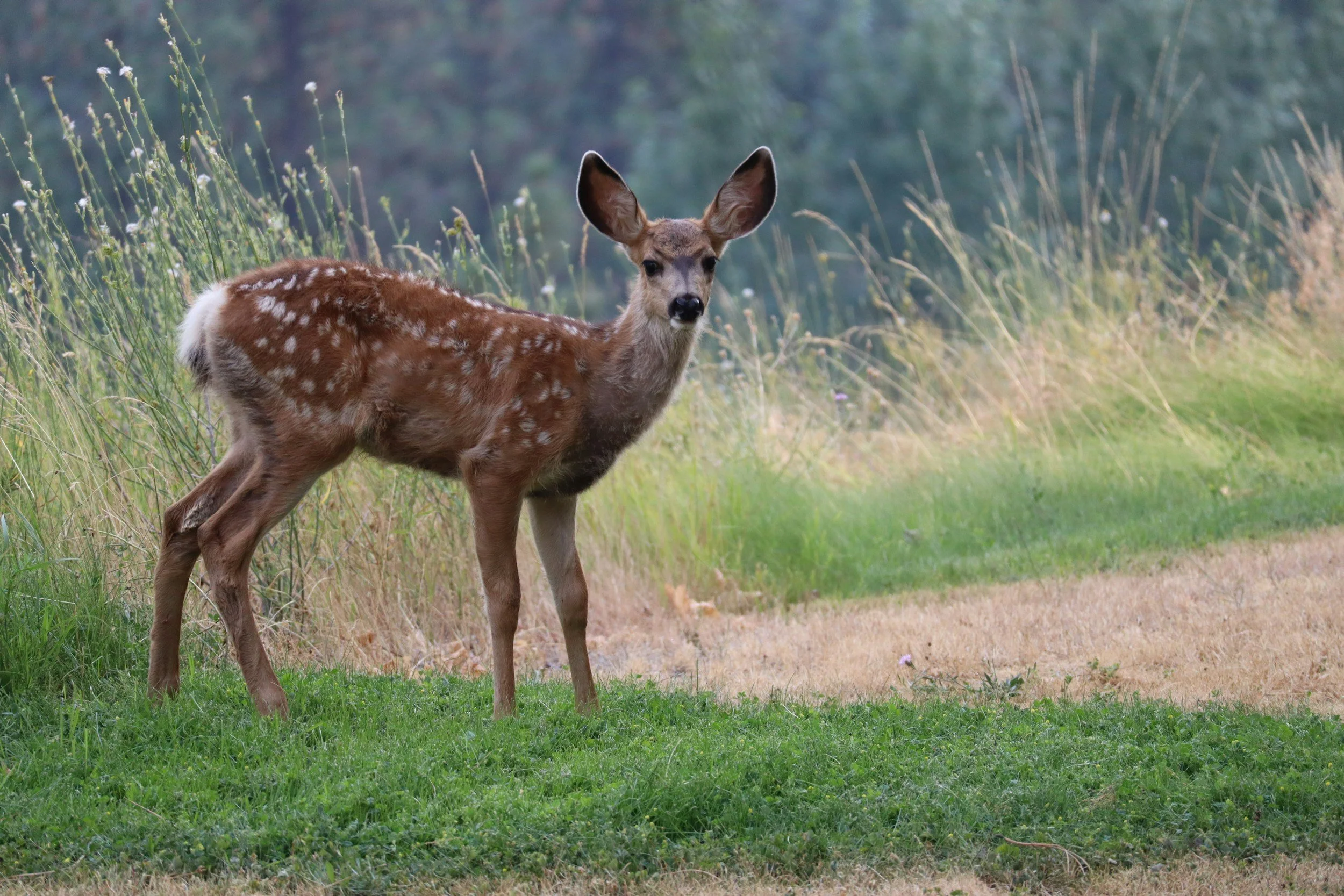 Kids' Nature Class - Texas Mammals