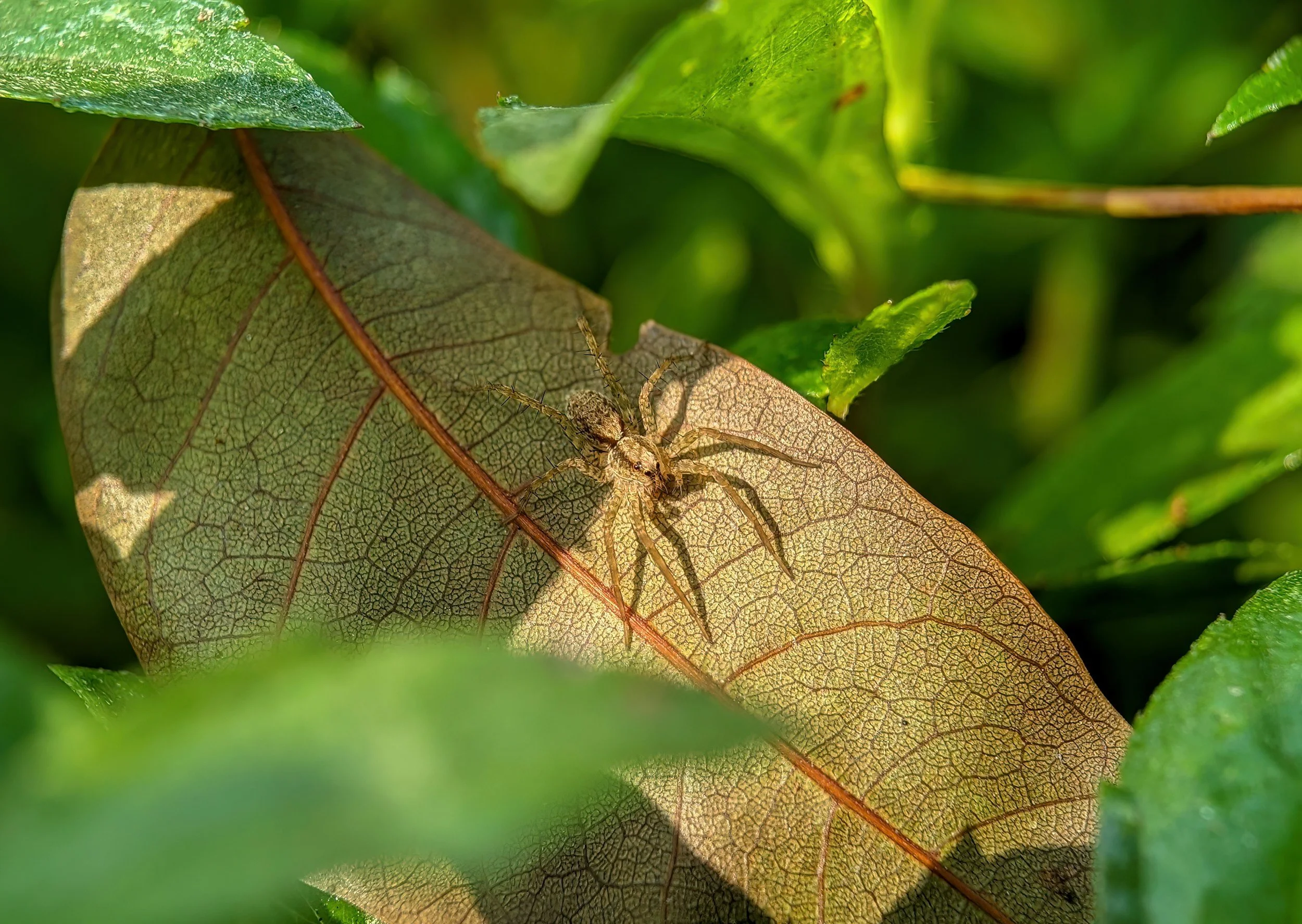 Kids' Nature Class - Camouflage - The Art of Disappearing