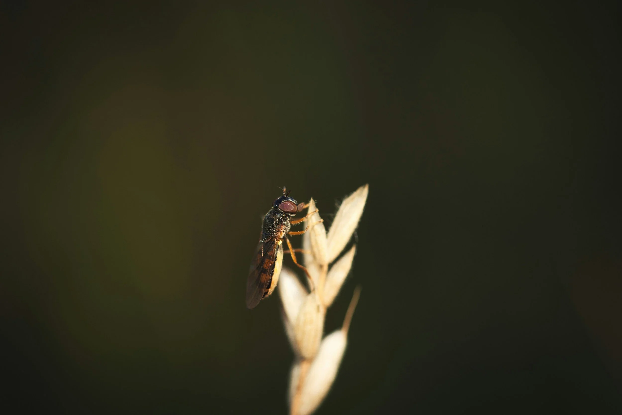 Kids' Nature Class - Good Bug, Bad Bug