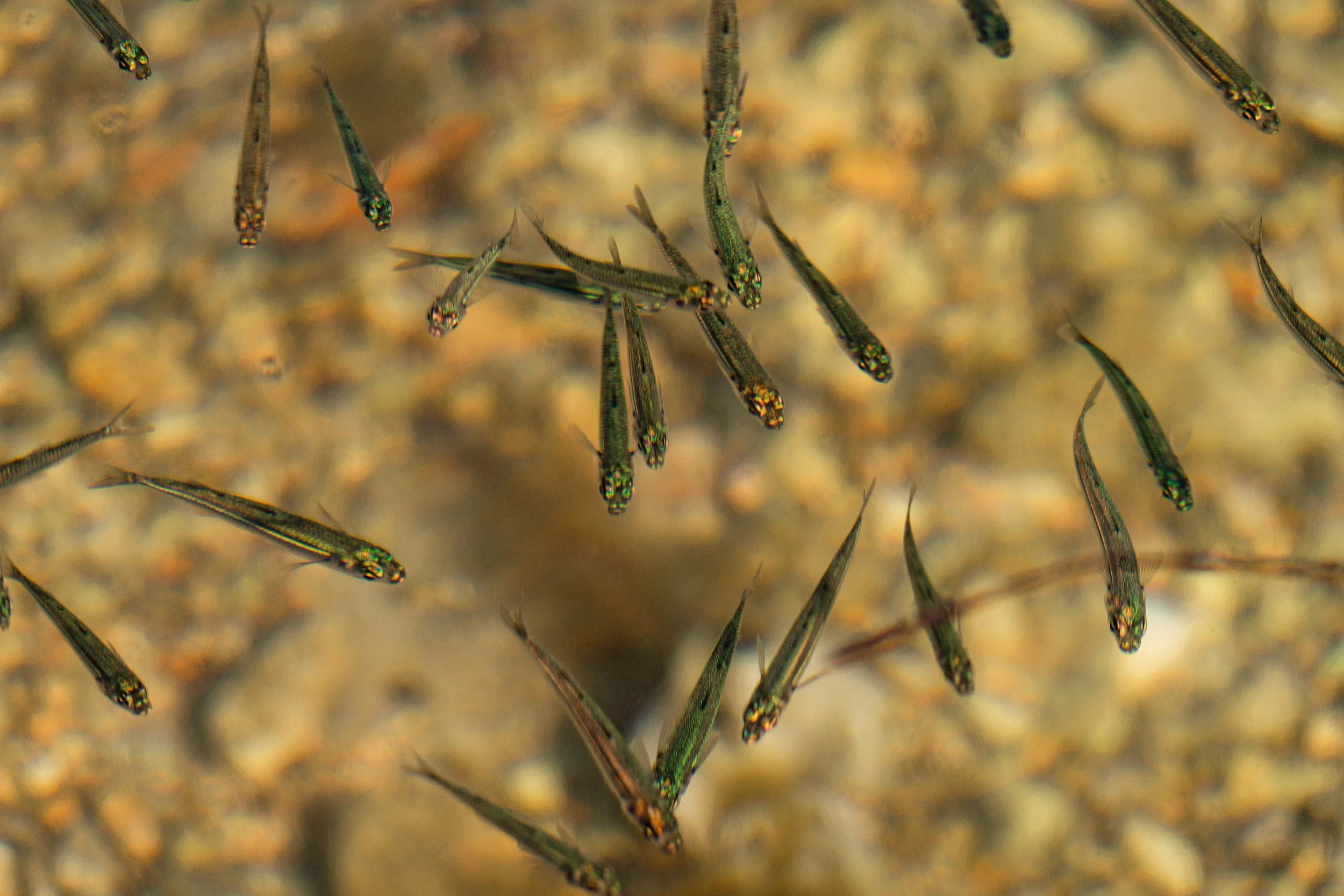 Kids' Nature Class - Freshwater Fish - Life Beneath the Surface