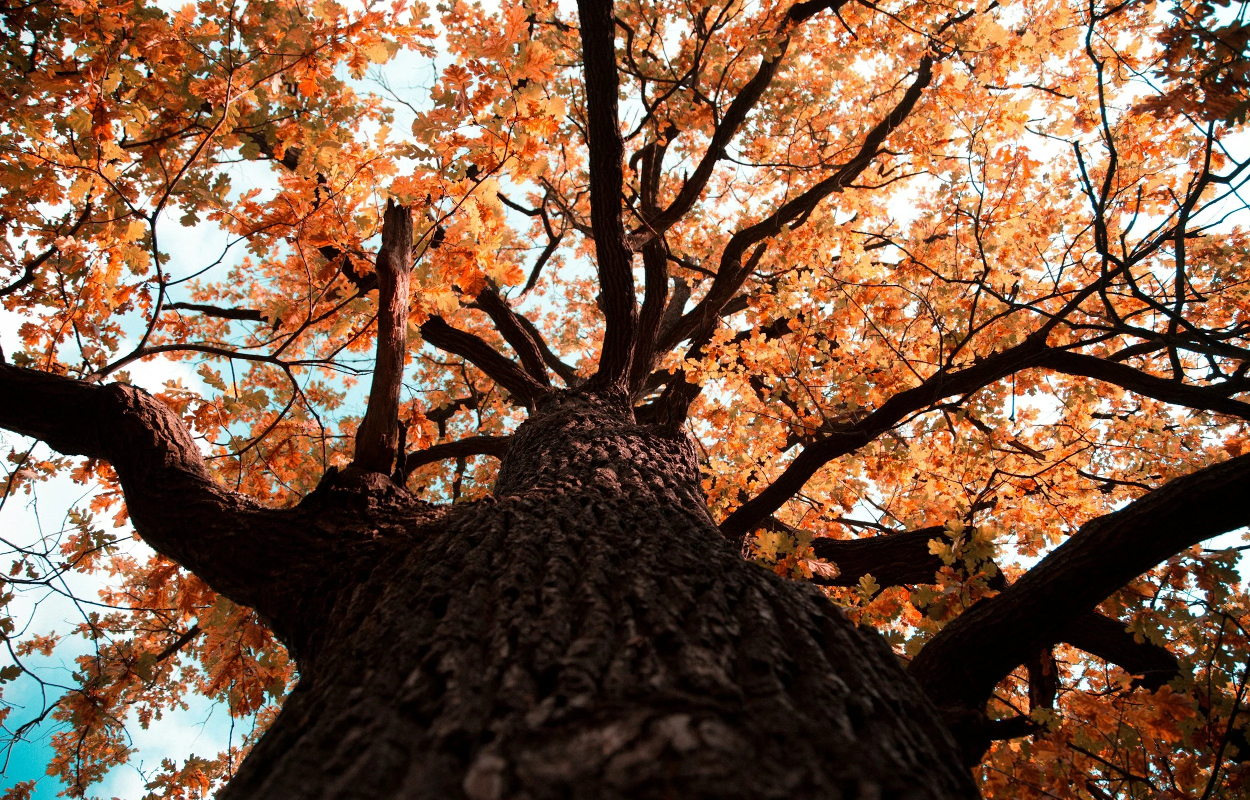Kids' Nature Class - Getting to Know Our Trees