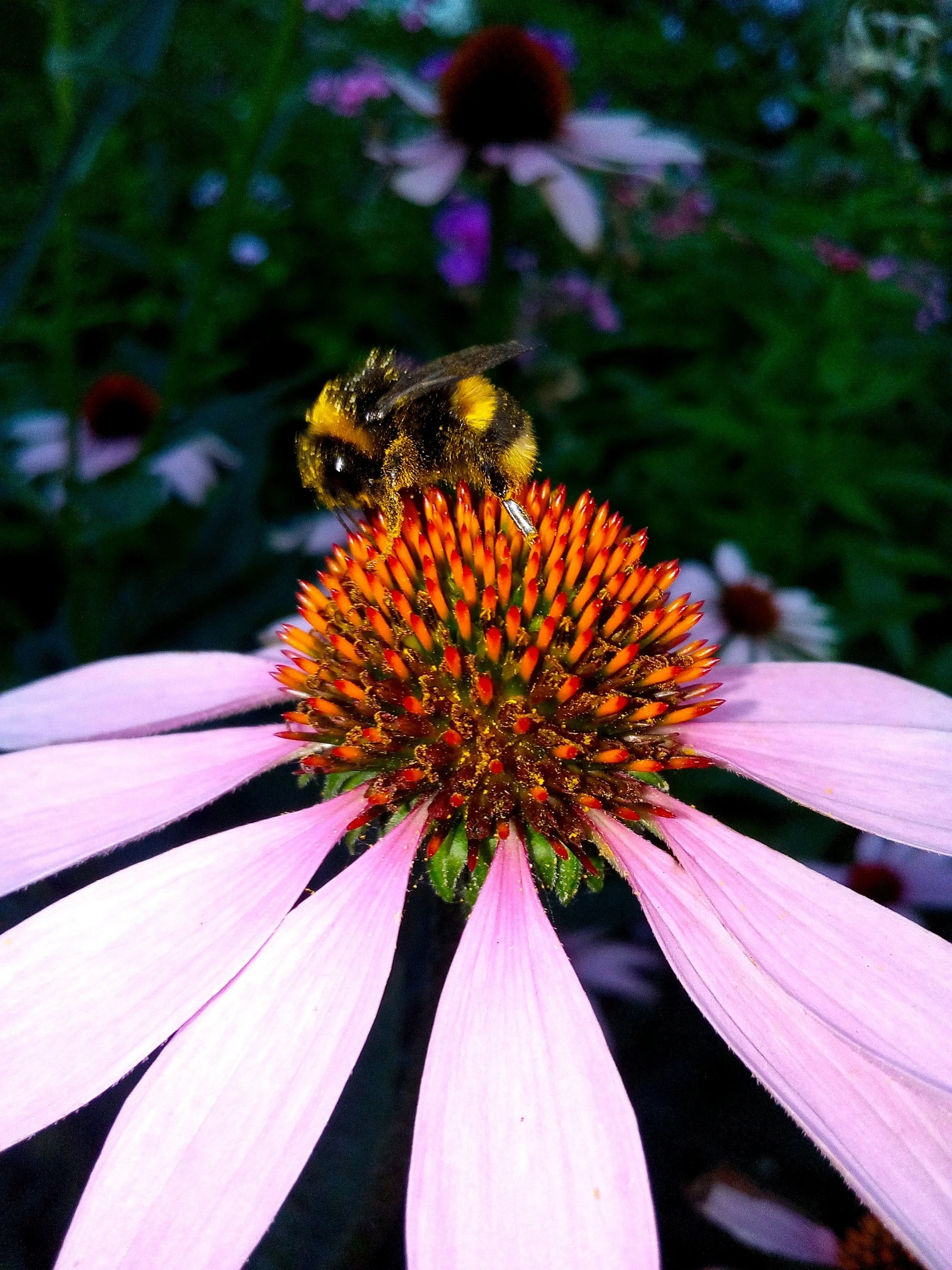 Kids' Nature Class - Pollinators - Tiny Creatures, Big Jobs