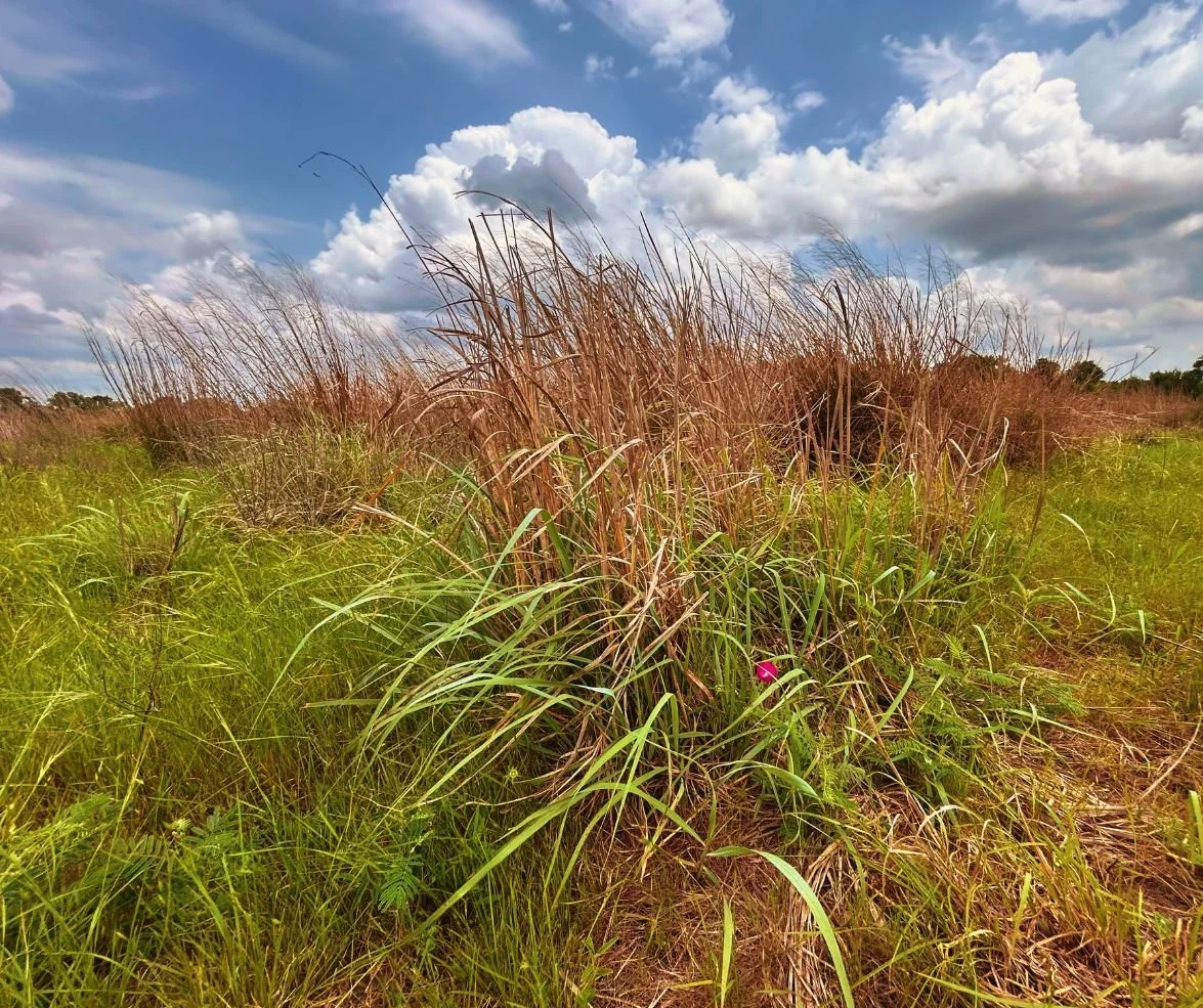 Open Preserve and Field Day at Billig Ranch