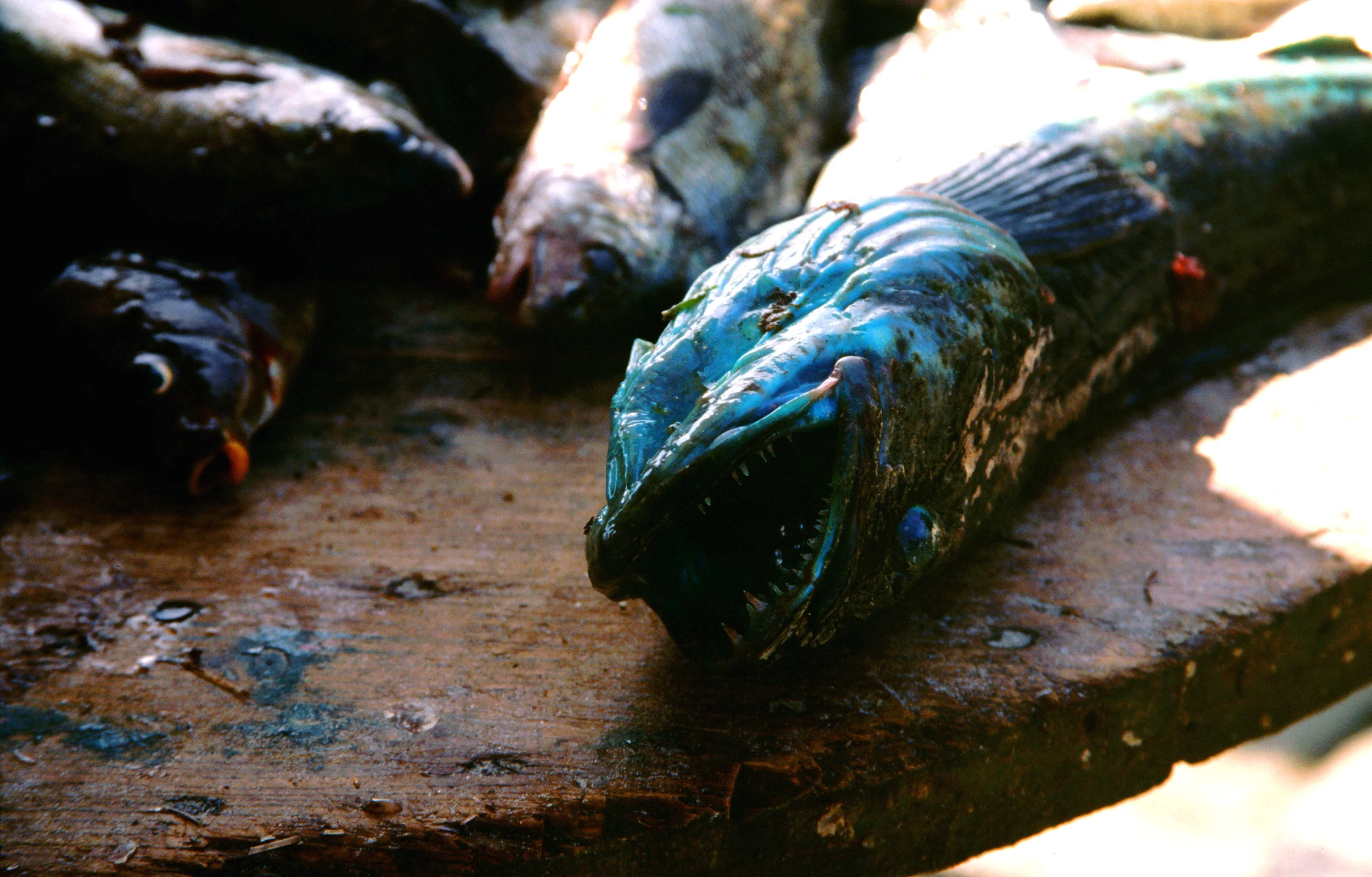 pescado muerto.jpg
