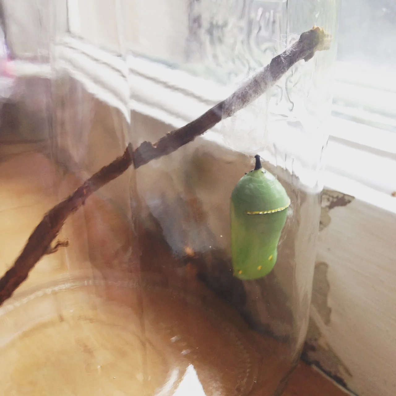 Fat and happy Monarch tucked away in his chrysalis. See the gold beads around the seam?? Seriously cool.