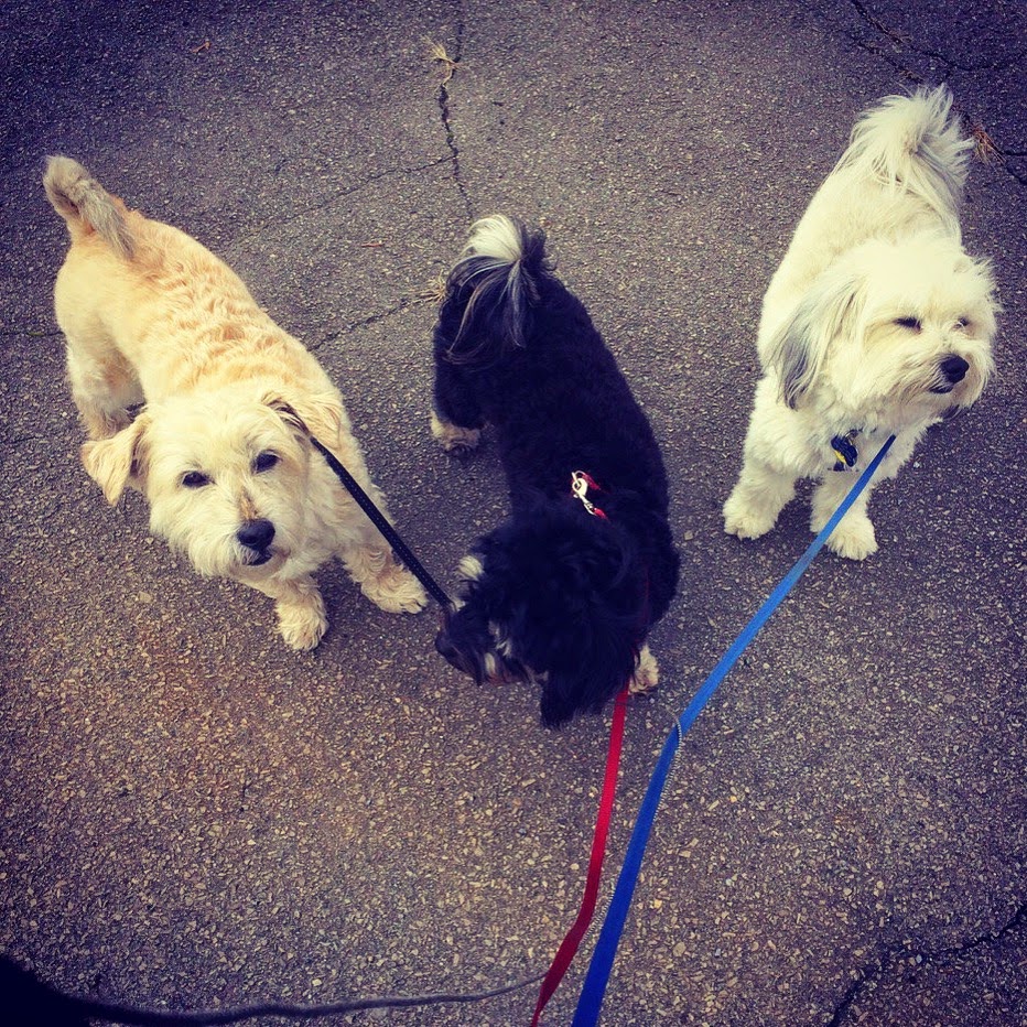 Even puppy cousins like to get together!