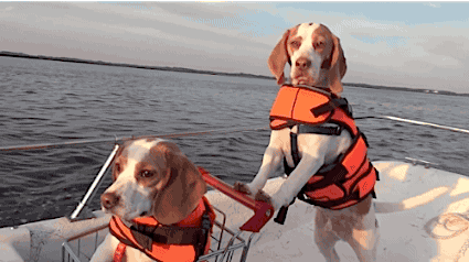 dog gif.gif