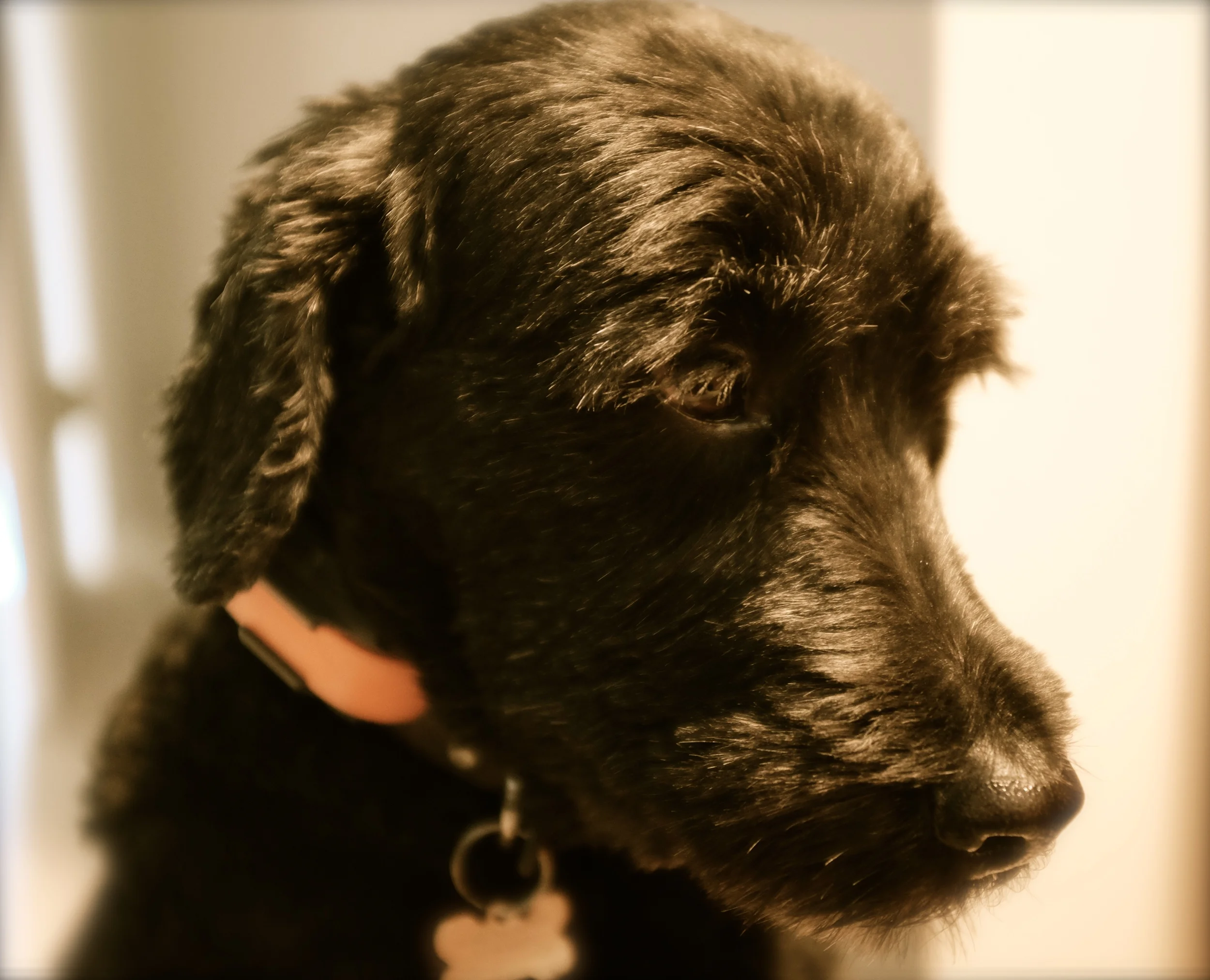 Dog Days - Training with Man's Best Friend