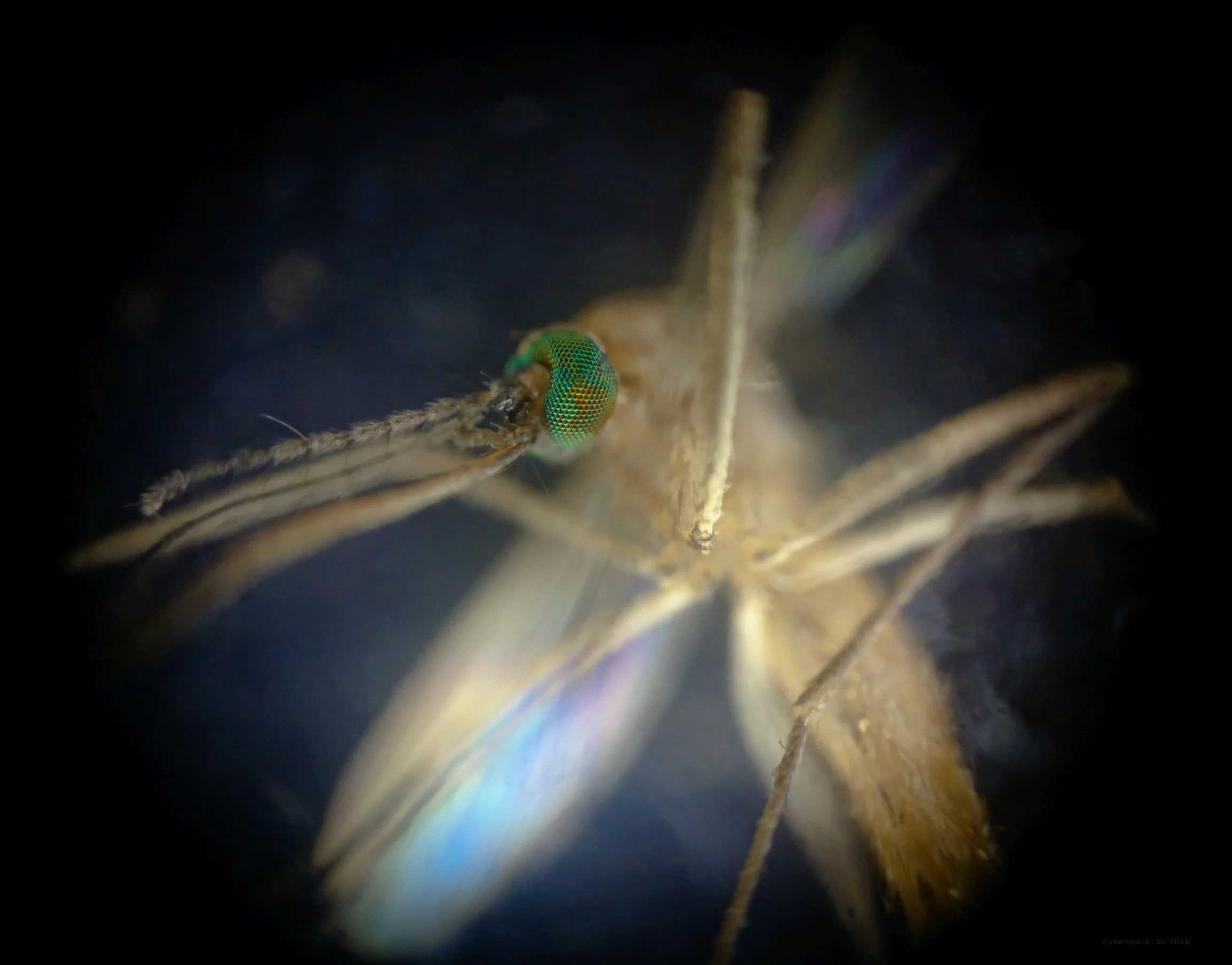 cybermonk-de MOSKITO.jpg