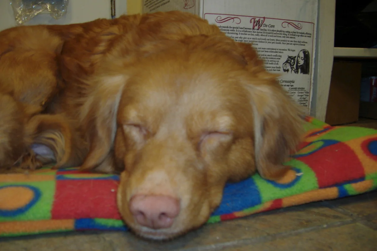 winter dogs 008.jpg