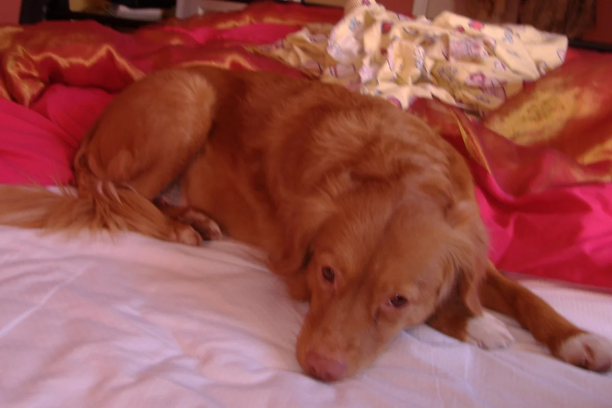 christmas 2005 039.jpg