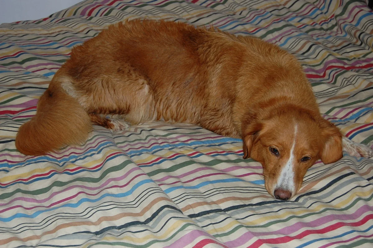 dsc_0372.jpg