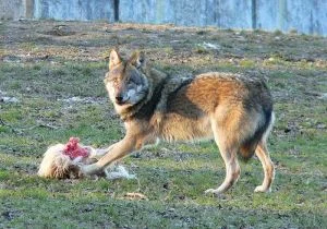 wolf-in-zoo.jpg