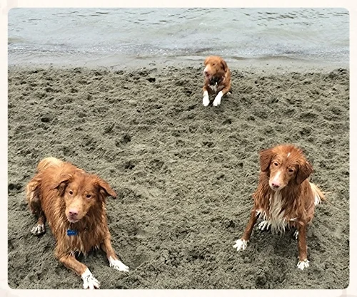 Brigitte's Daintree dogs Finnegan, Millie and Cricket.