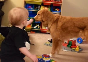 Toddler James Raymond with one of his family's dogs, Cadi who they got from Daintree's Space and Heavens litter.