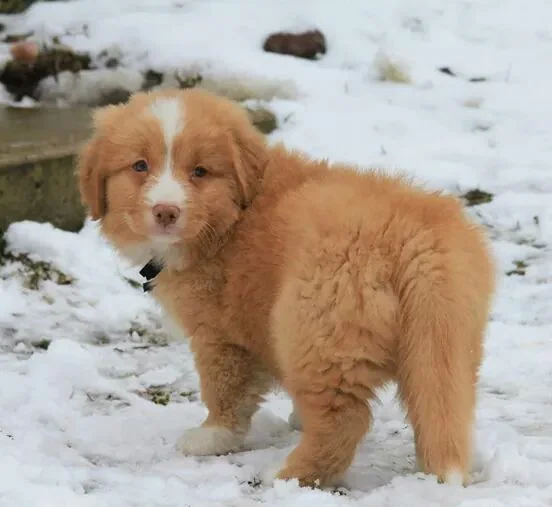 Denim at 8 weeks old.