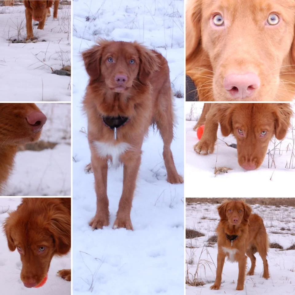 Sawyer at 10 mos.