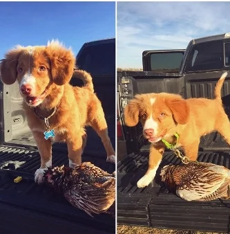JC, aka Daintree's Jacques Cousteau at 3 months and 5 months after tracking in the field. Photo courtesy of owner.
