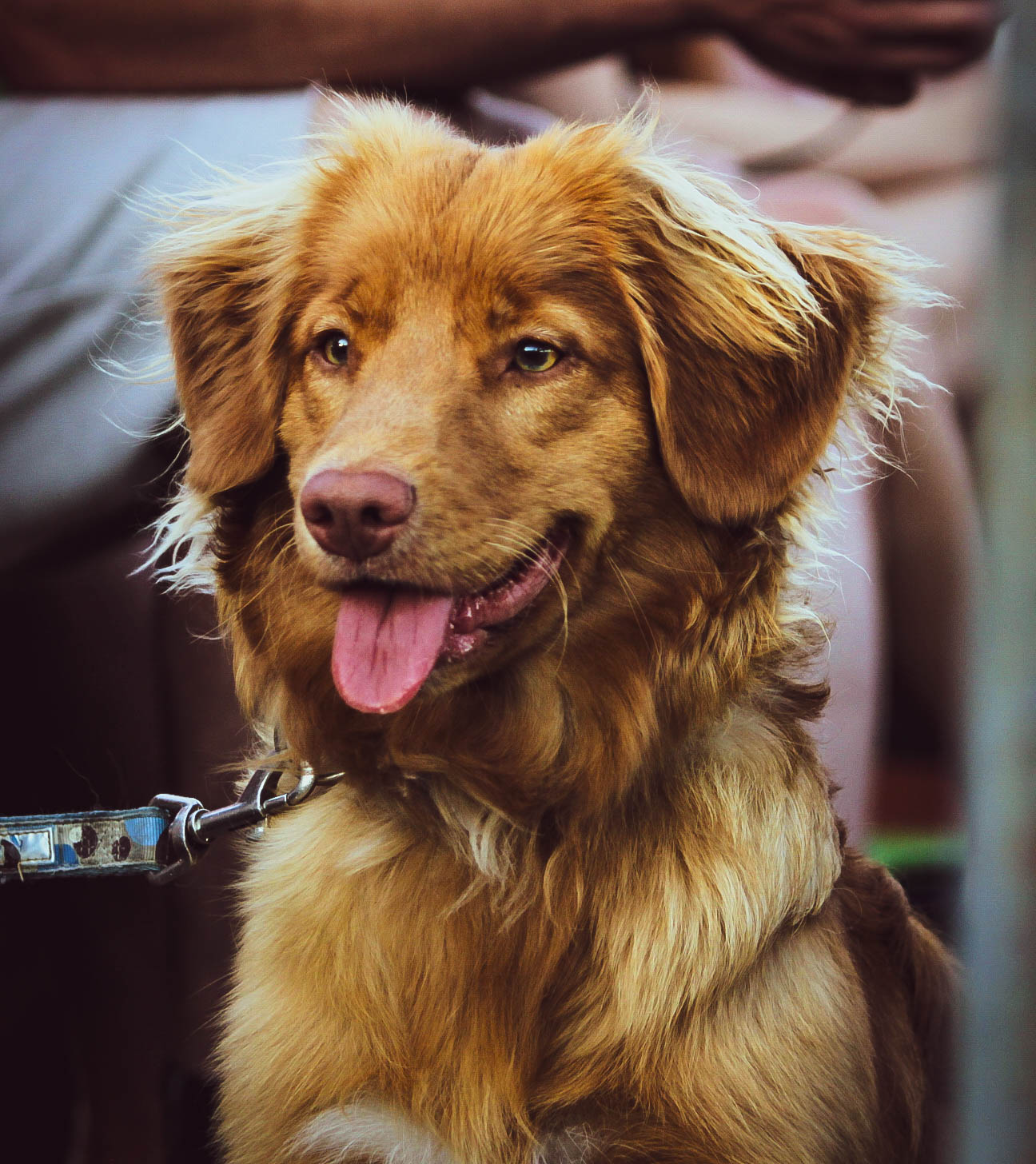 Daintree Duck Tollers