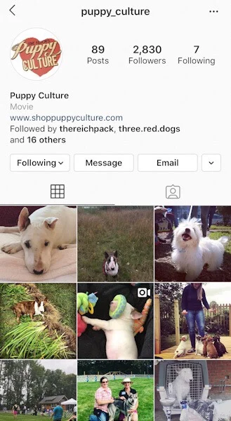 @puppy_culture The puppy raising program we follow for healthier, happier, well adjusted Daintree Tollers.