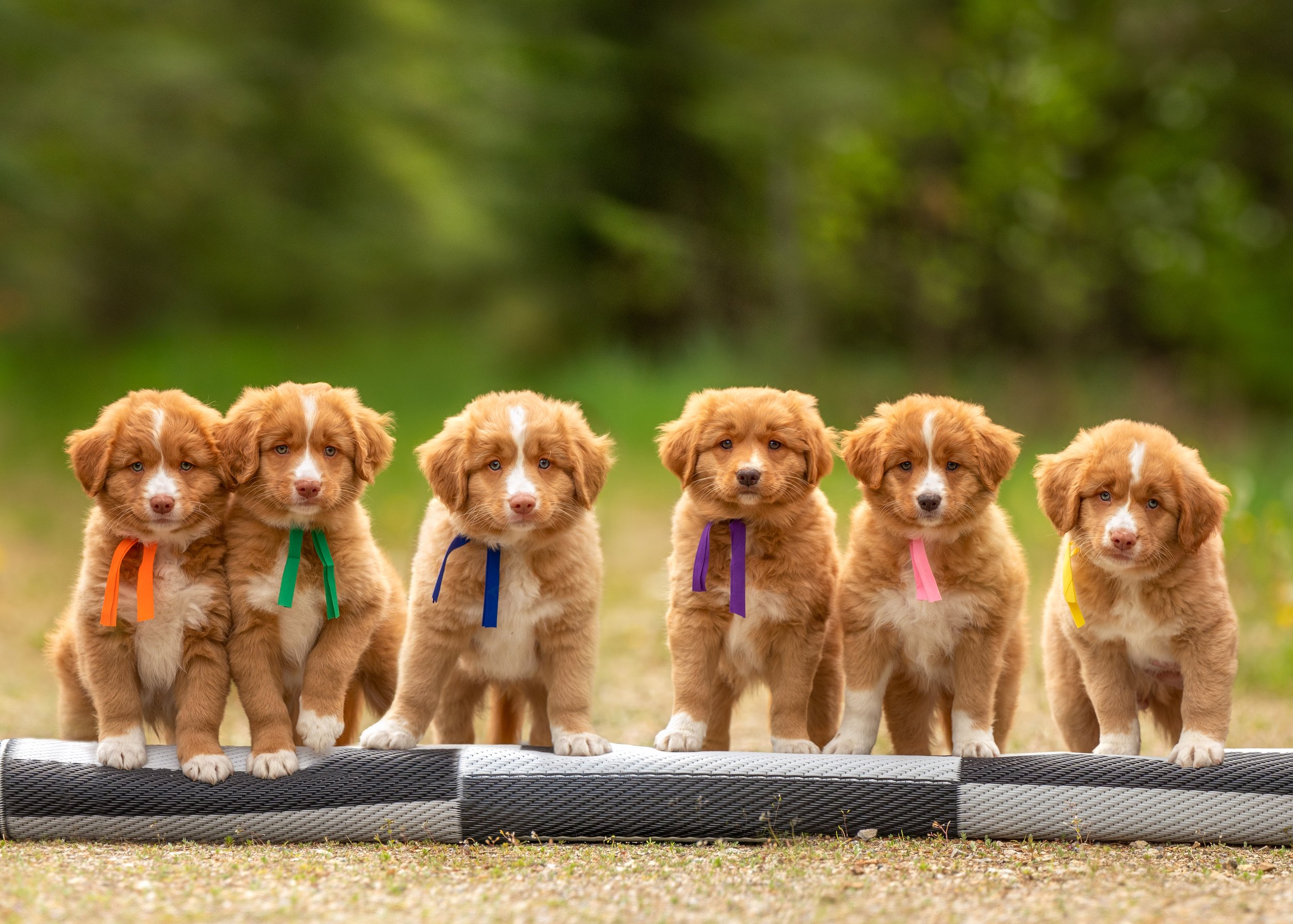 Duck Tollers