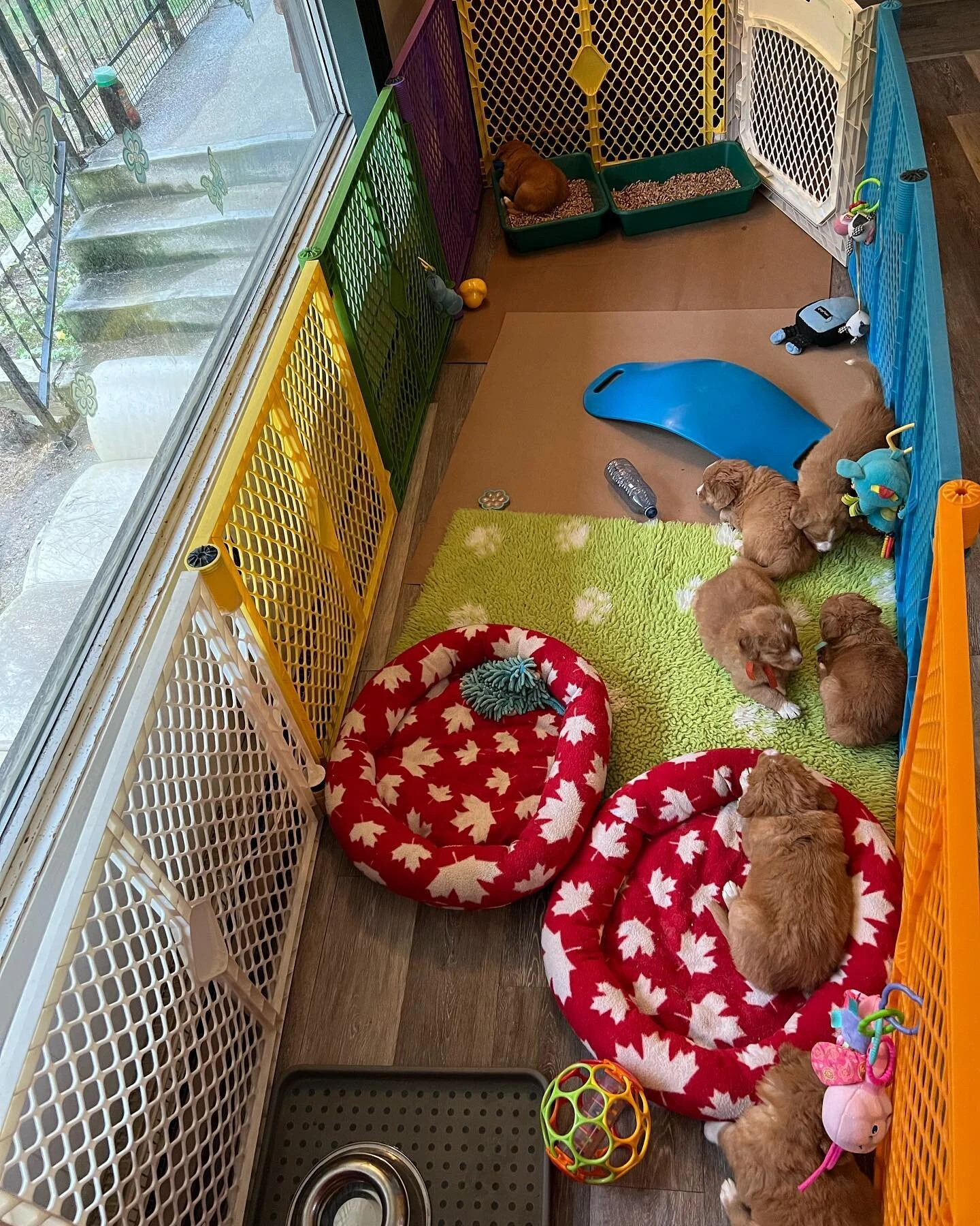 Daintree Duck Tollers