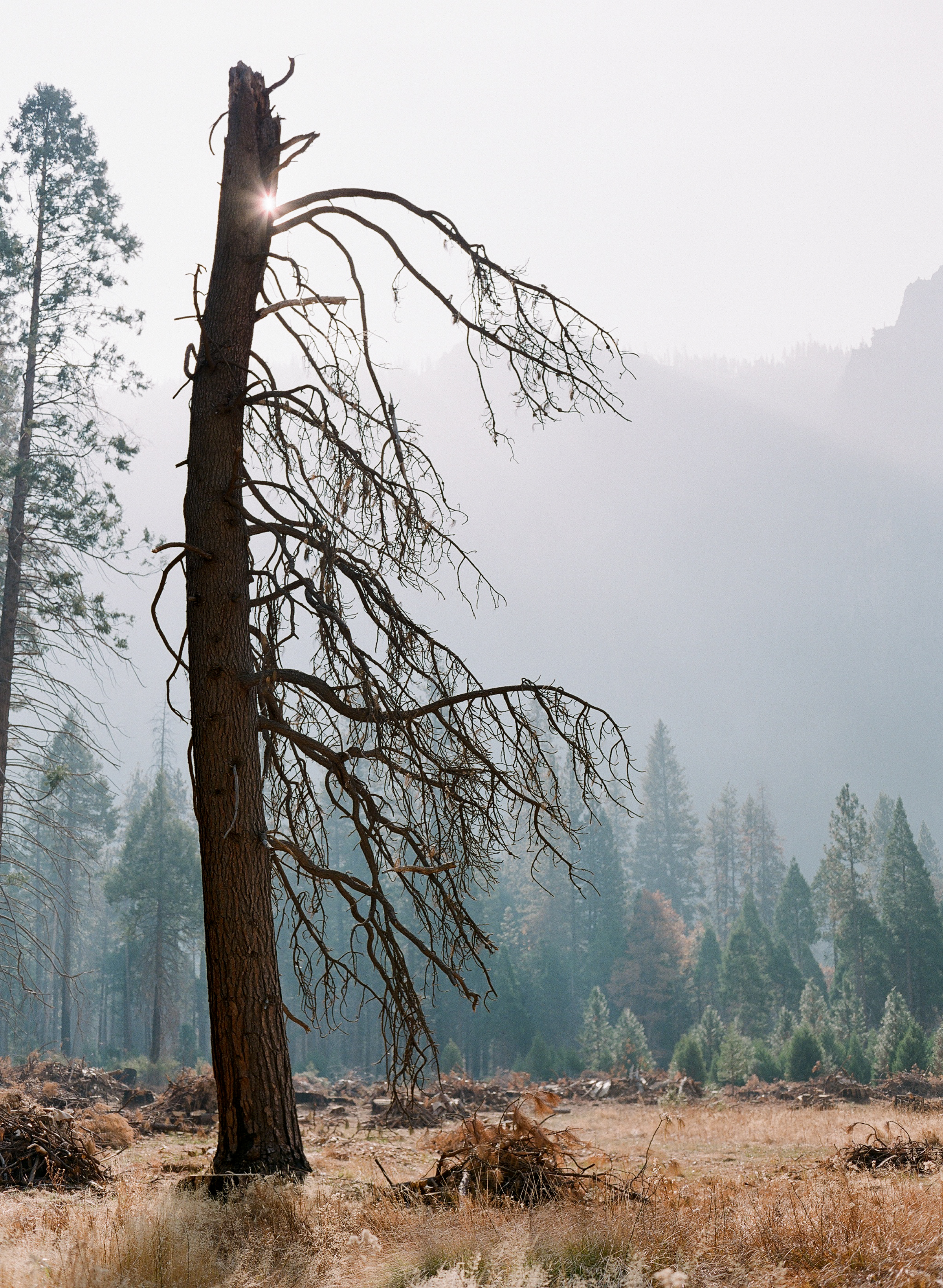 One-Sided Tree, Meadow, Smoke