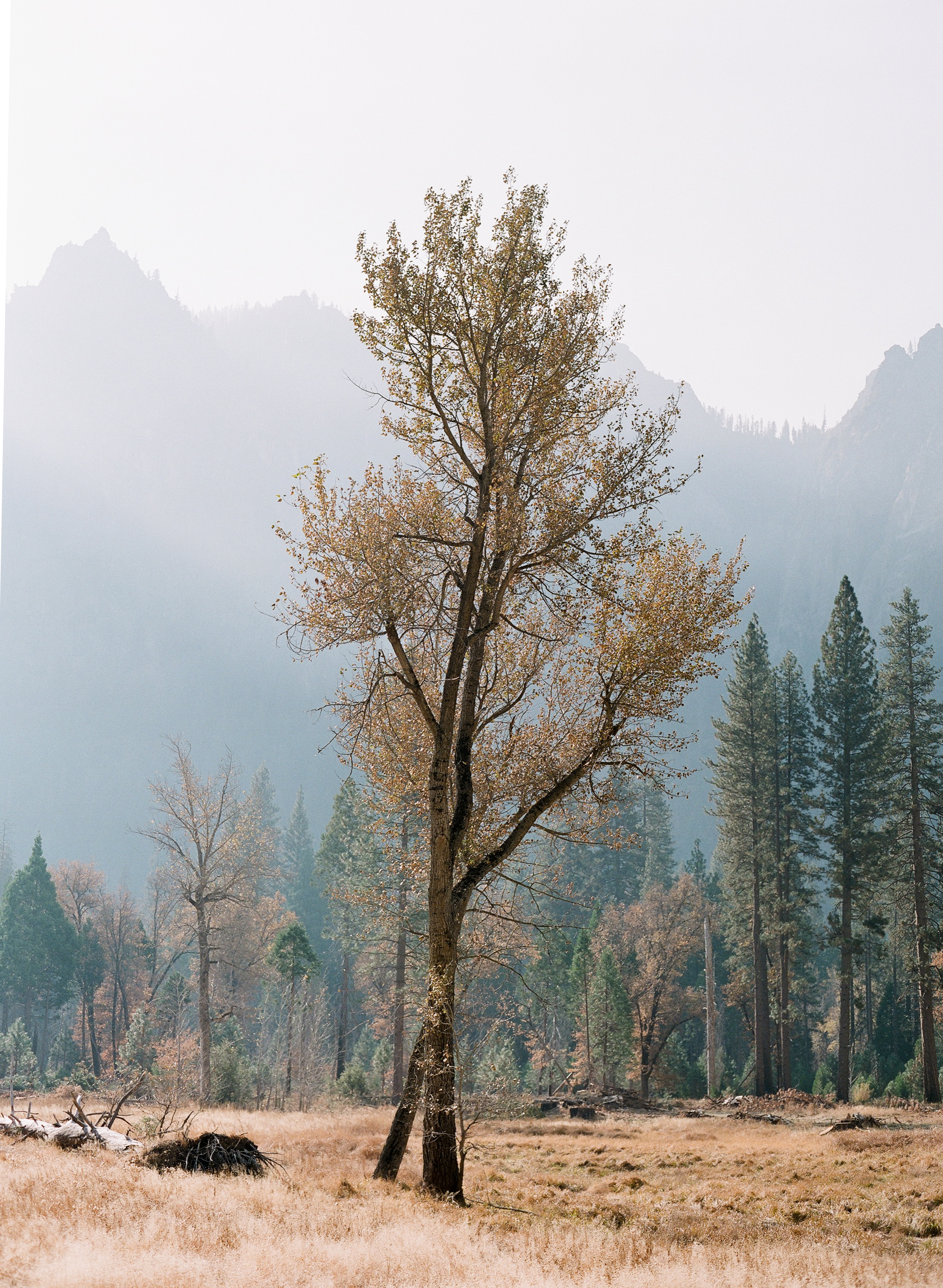 Lone Tree, El Capitan Meadow, Smoke