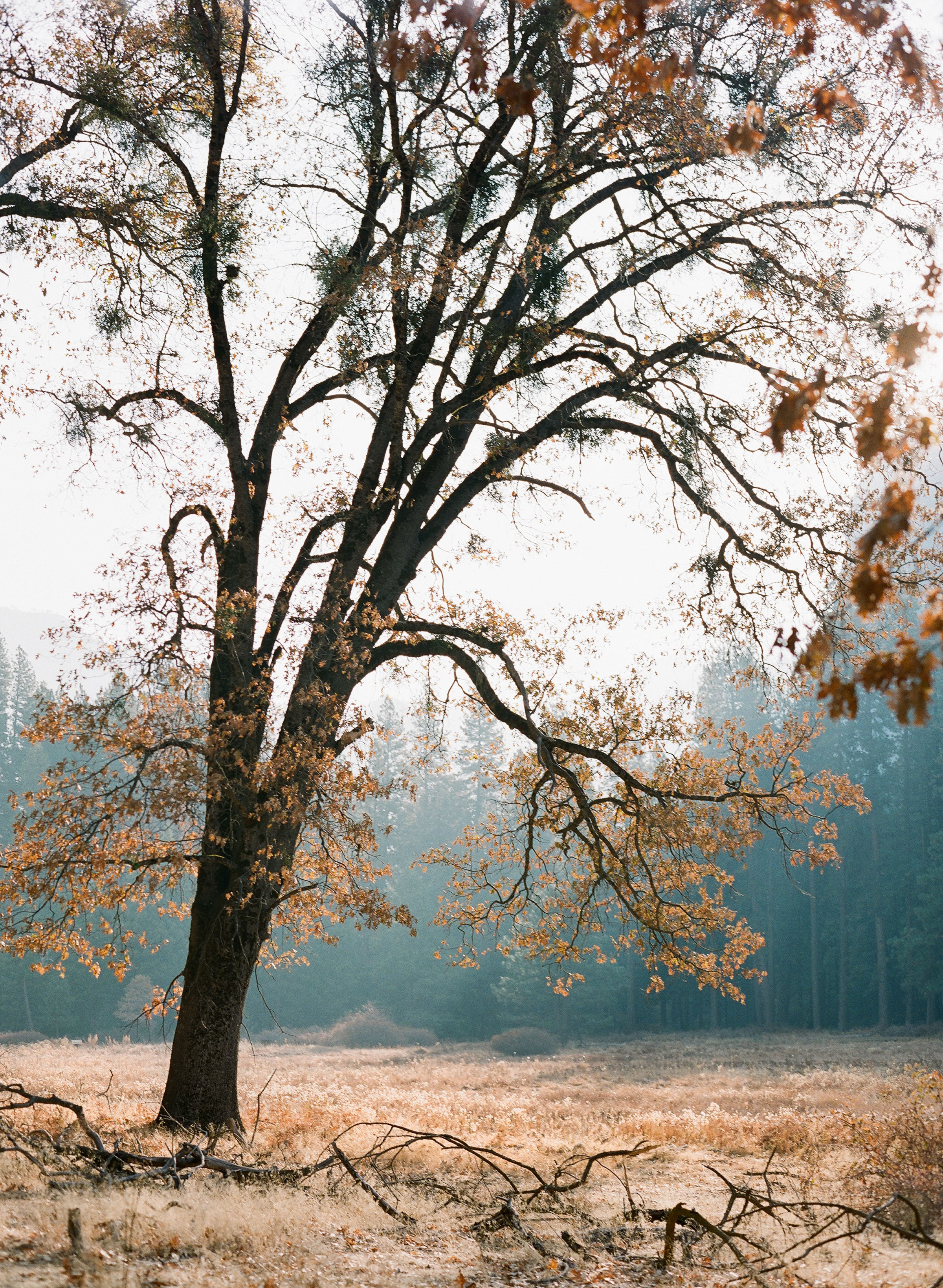 Cook's Meadow