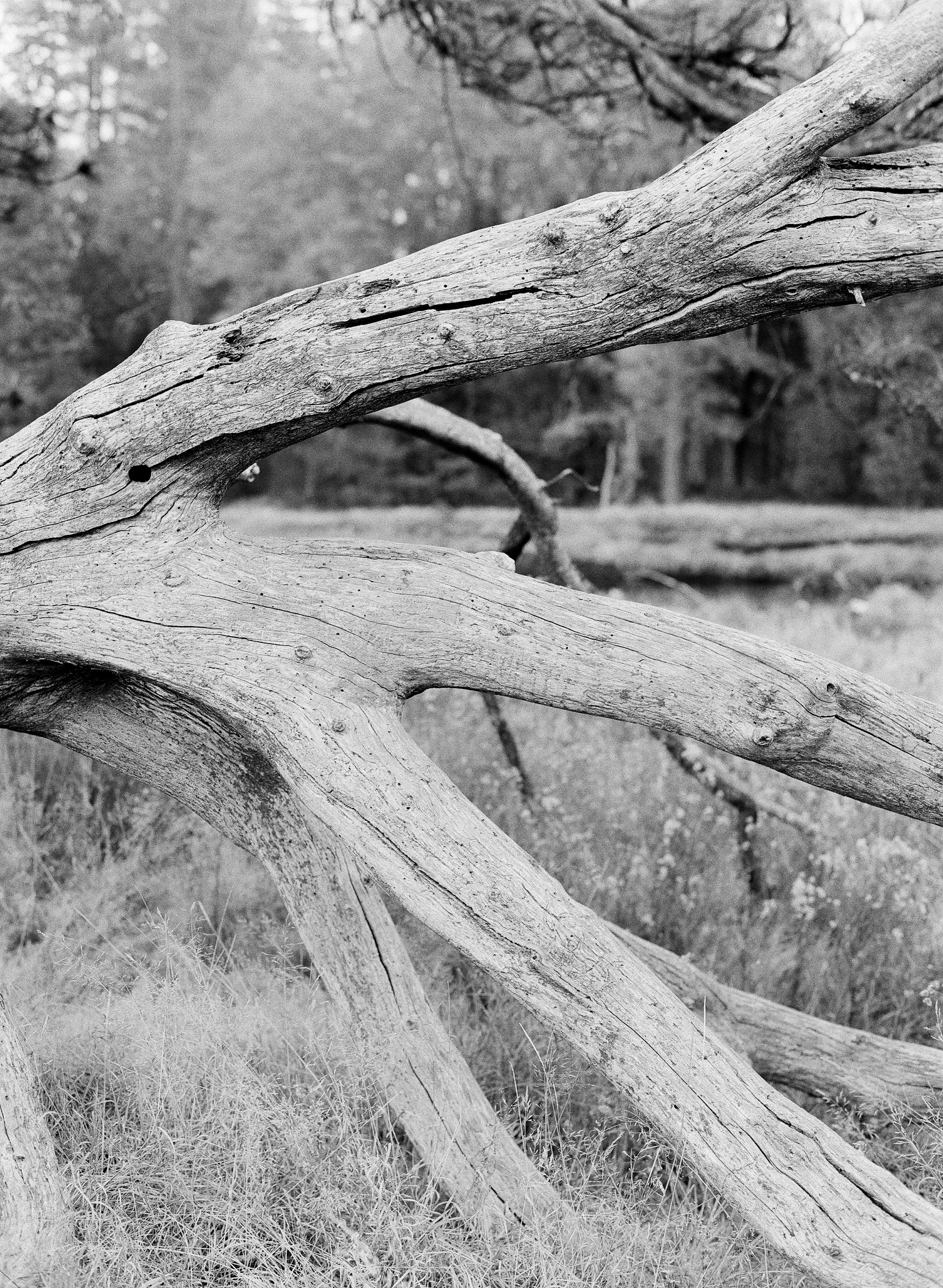 Branches, El Capitan Meadow