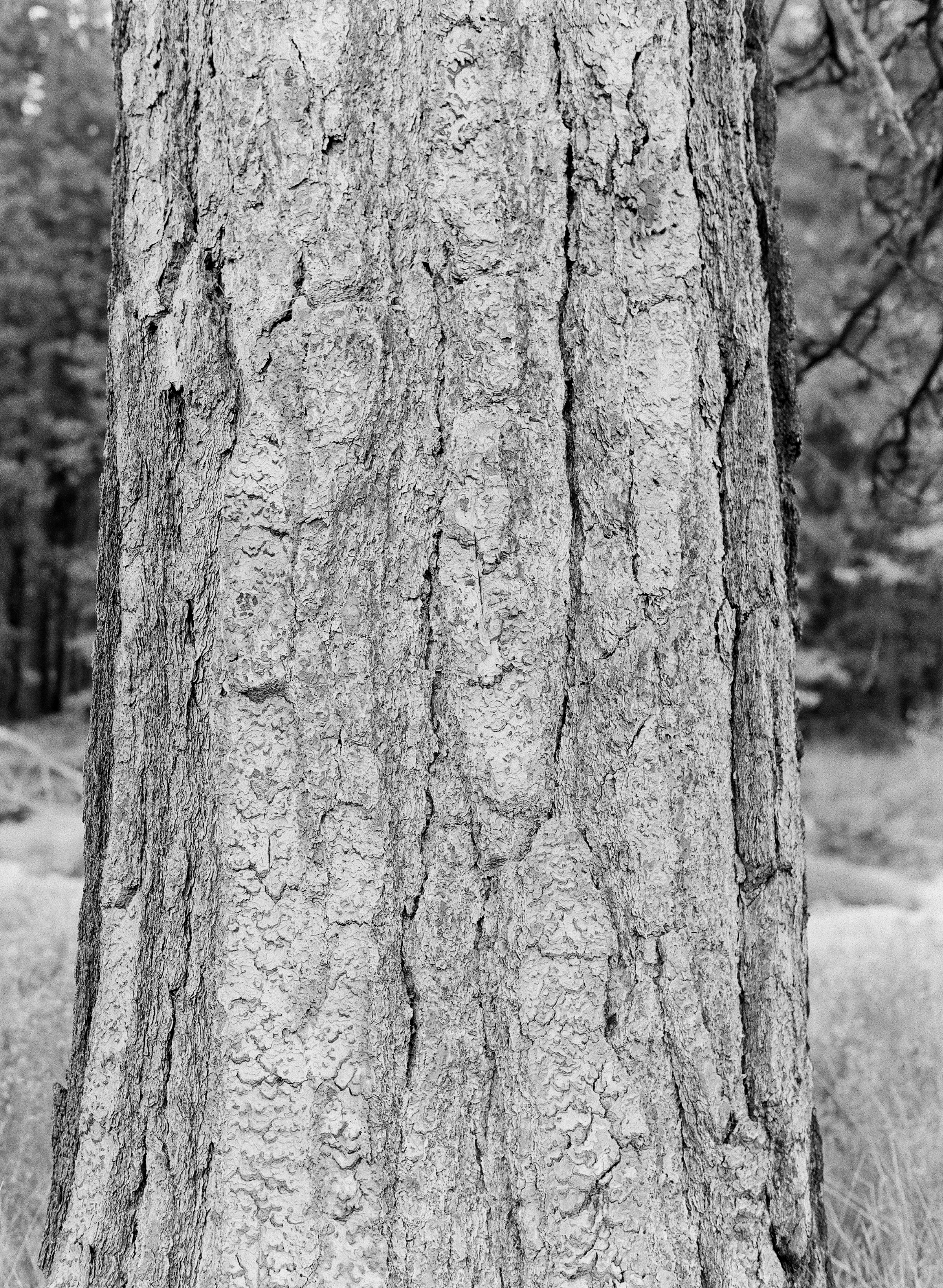 Bark, El Capitan Meadow