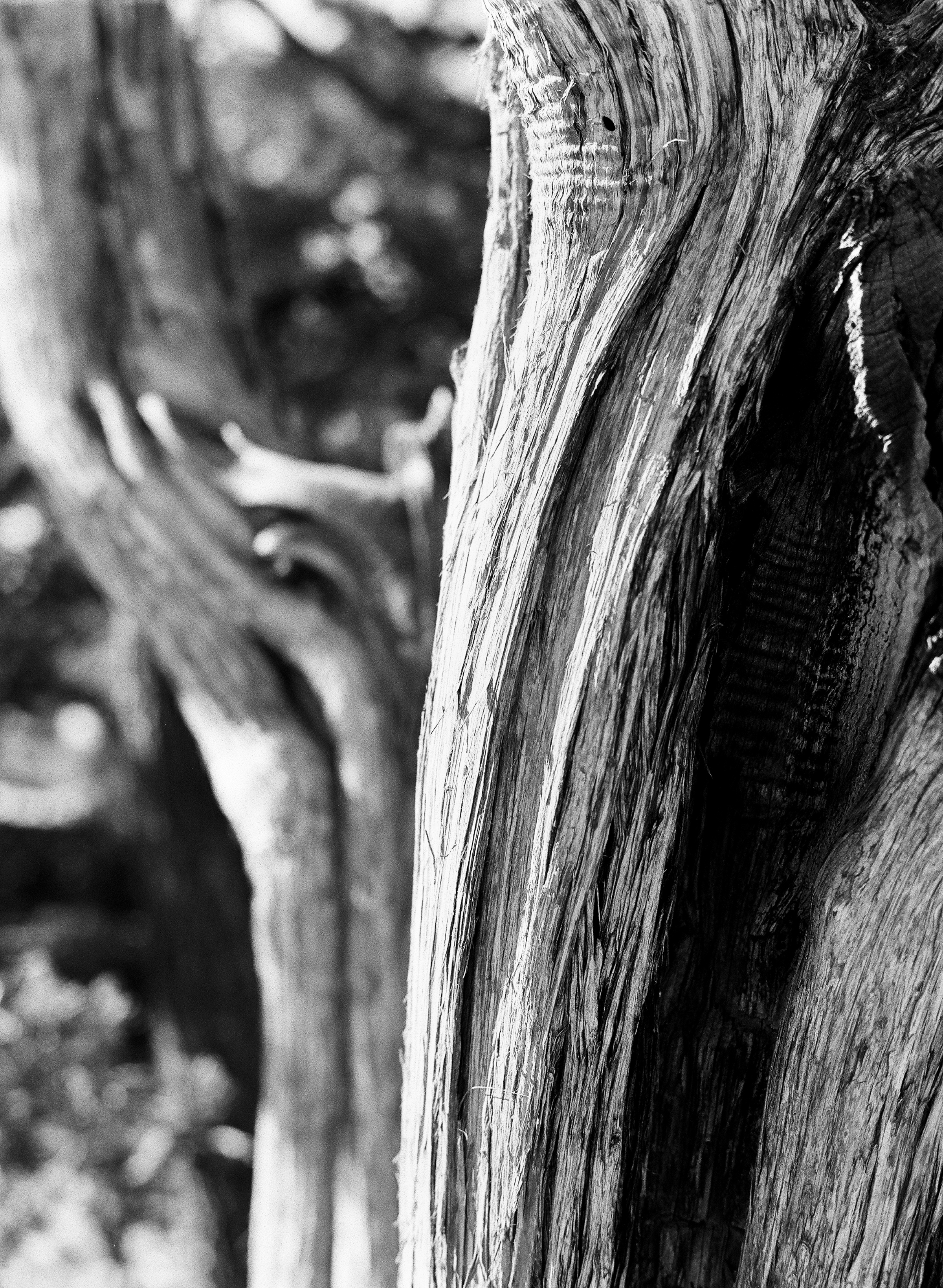 Utah Juniper, South Rim