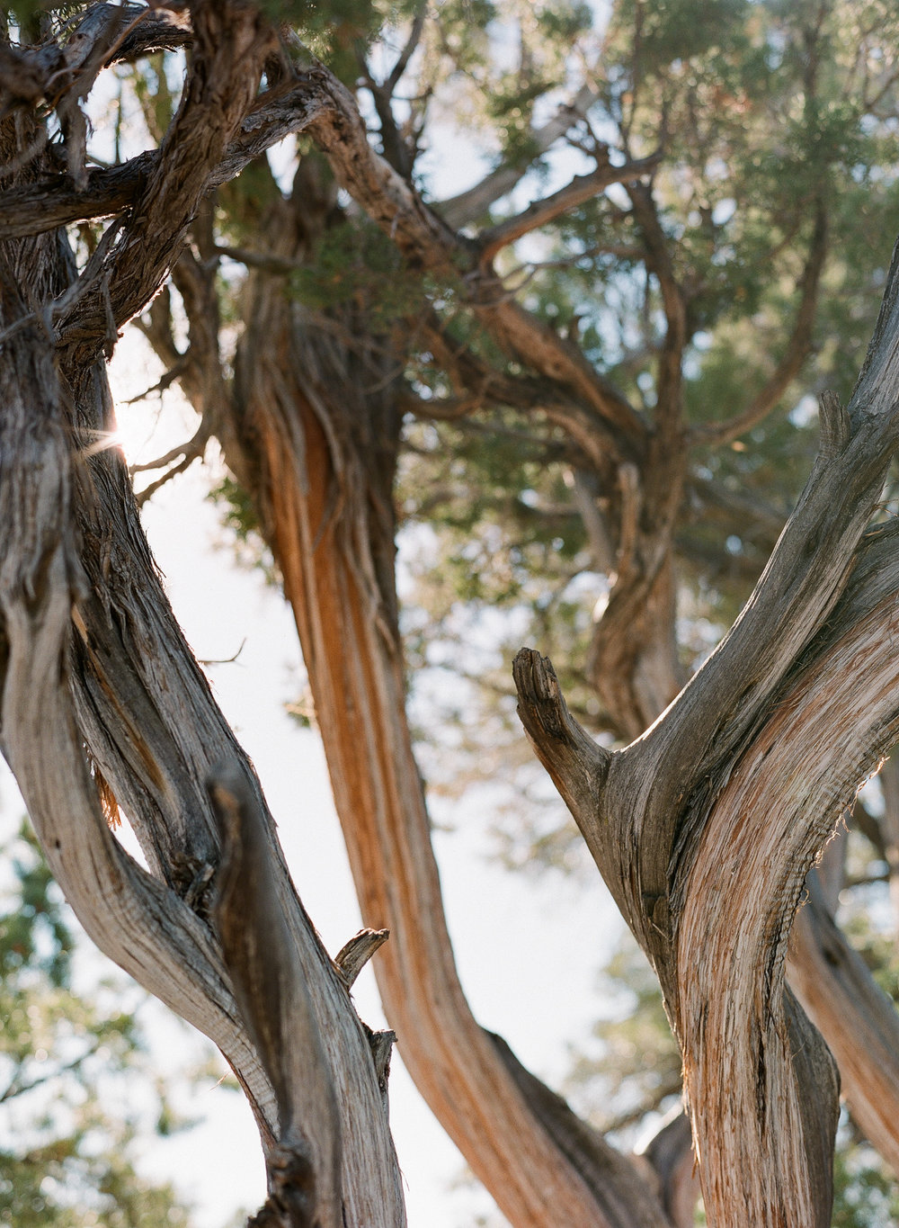 Utah Juniper, South Rim, Sunset