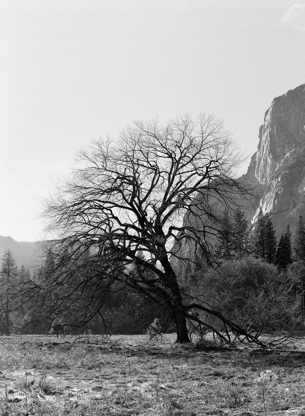 Lone Oak, Cook's Meadow, Yosemite Valley