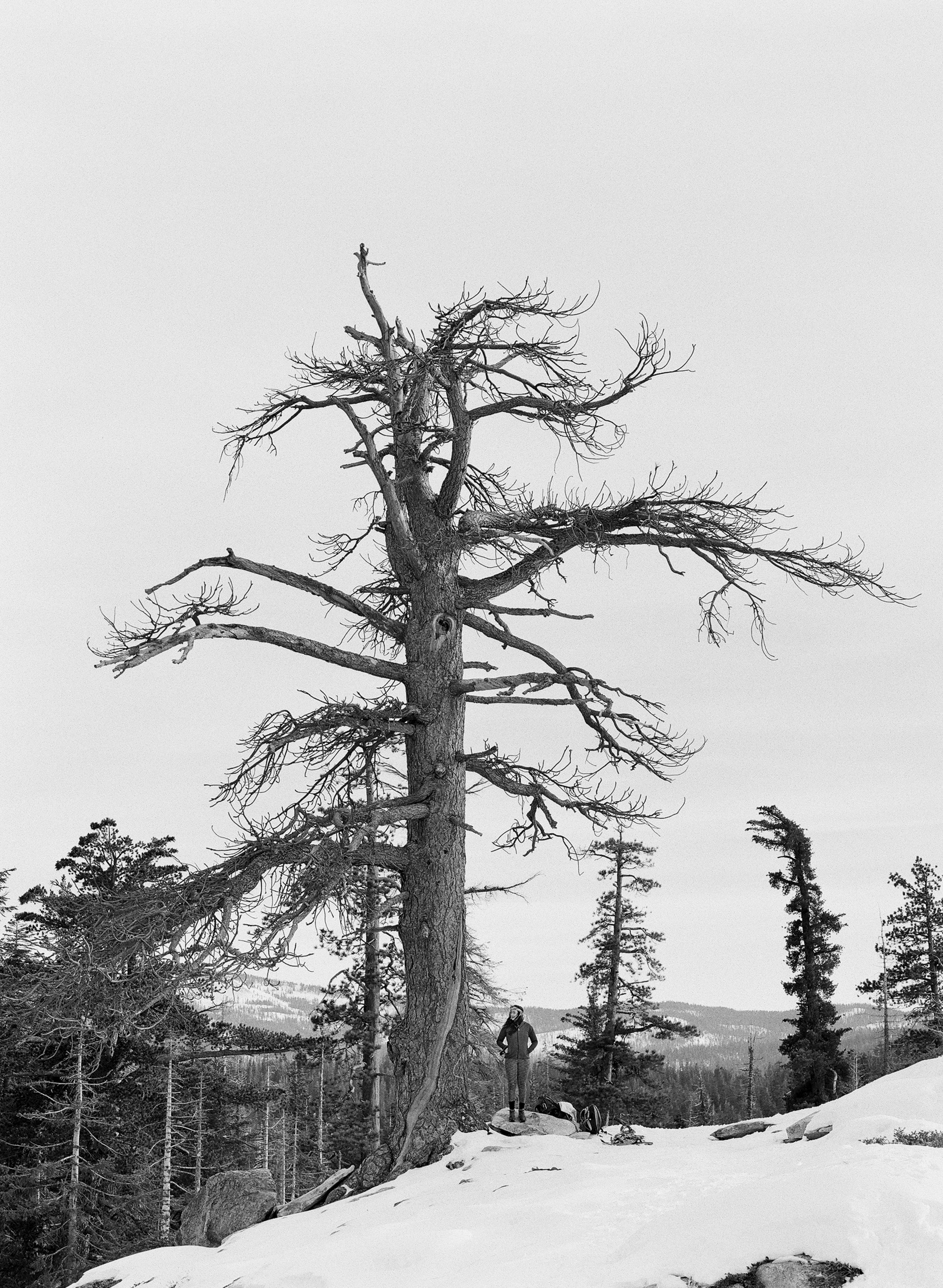 Dewey Point Tree Portrait, Yosemite Valley